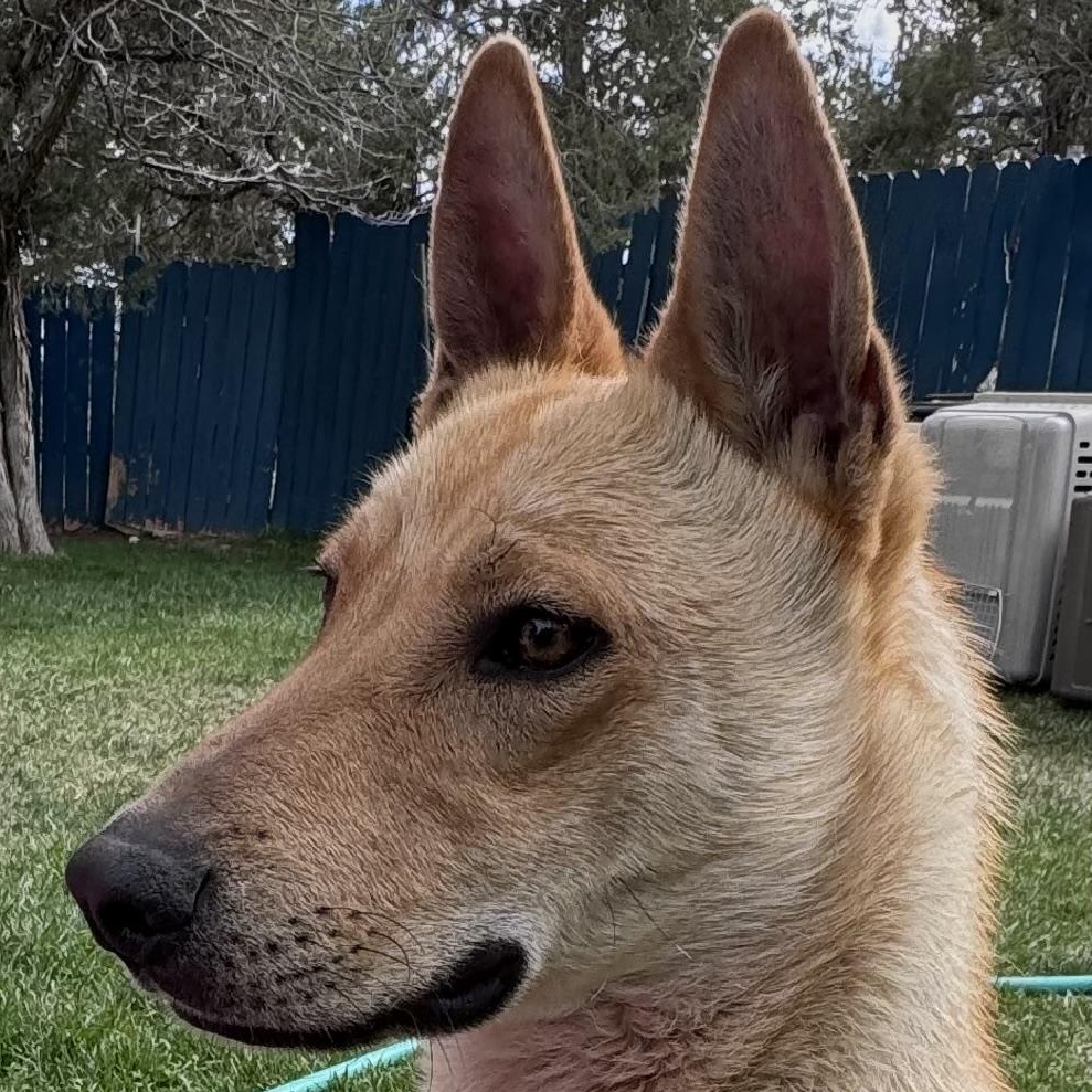 Zuko, Adoptable, Adult Male Carolina Dog.