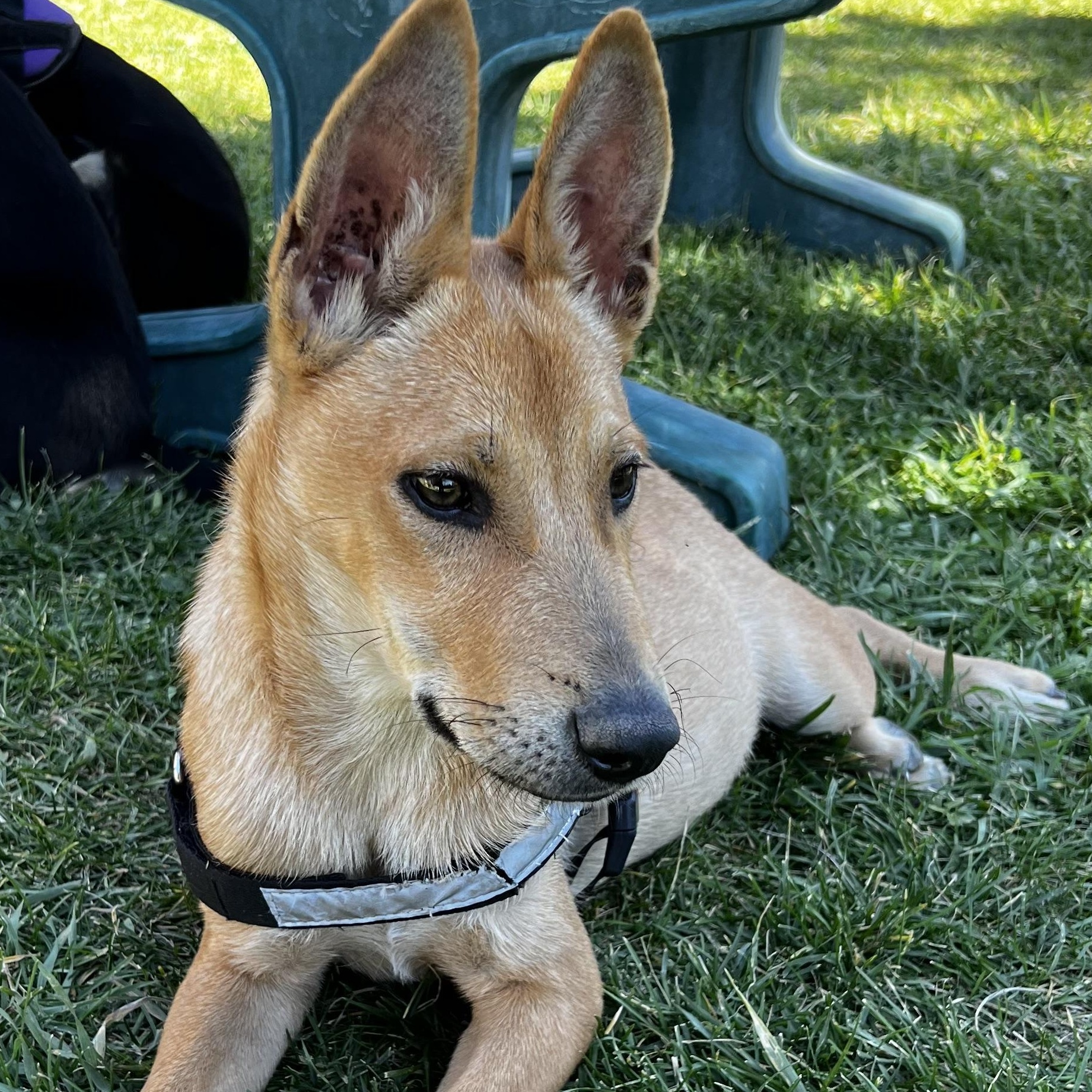 Enlarge Zuko, a Adoptable mixed breed in Durango, CO image 2/2