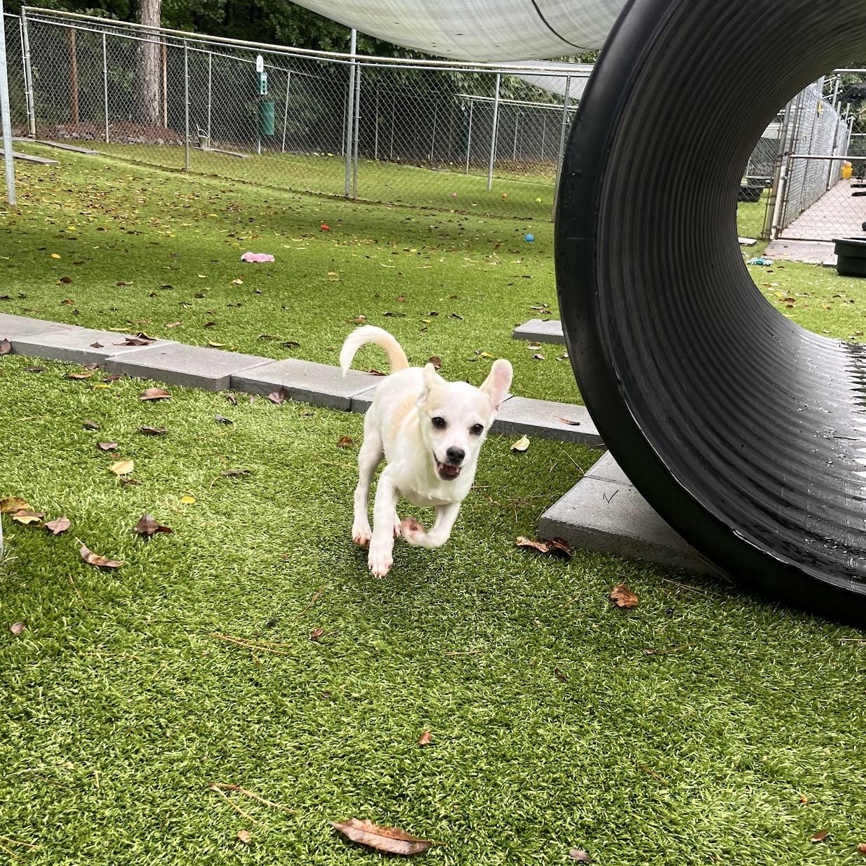 Enlarge Fettuccine, a Adopted mixed breed in Salisbury, NC image 4/6