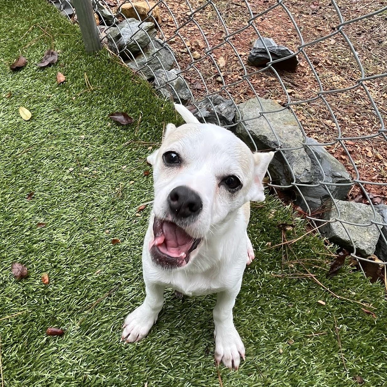 Enlarge Fettuccine, a Adopted mixed breed in Salisbury, NC image 5/6