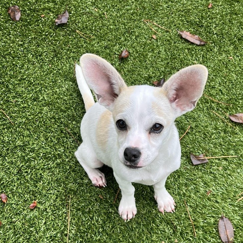 Fettuccine, Adopted, Puppy Male Chihuahua.