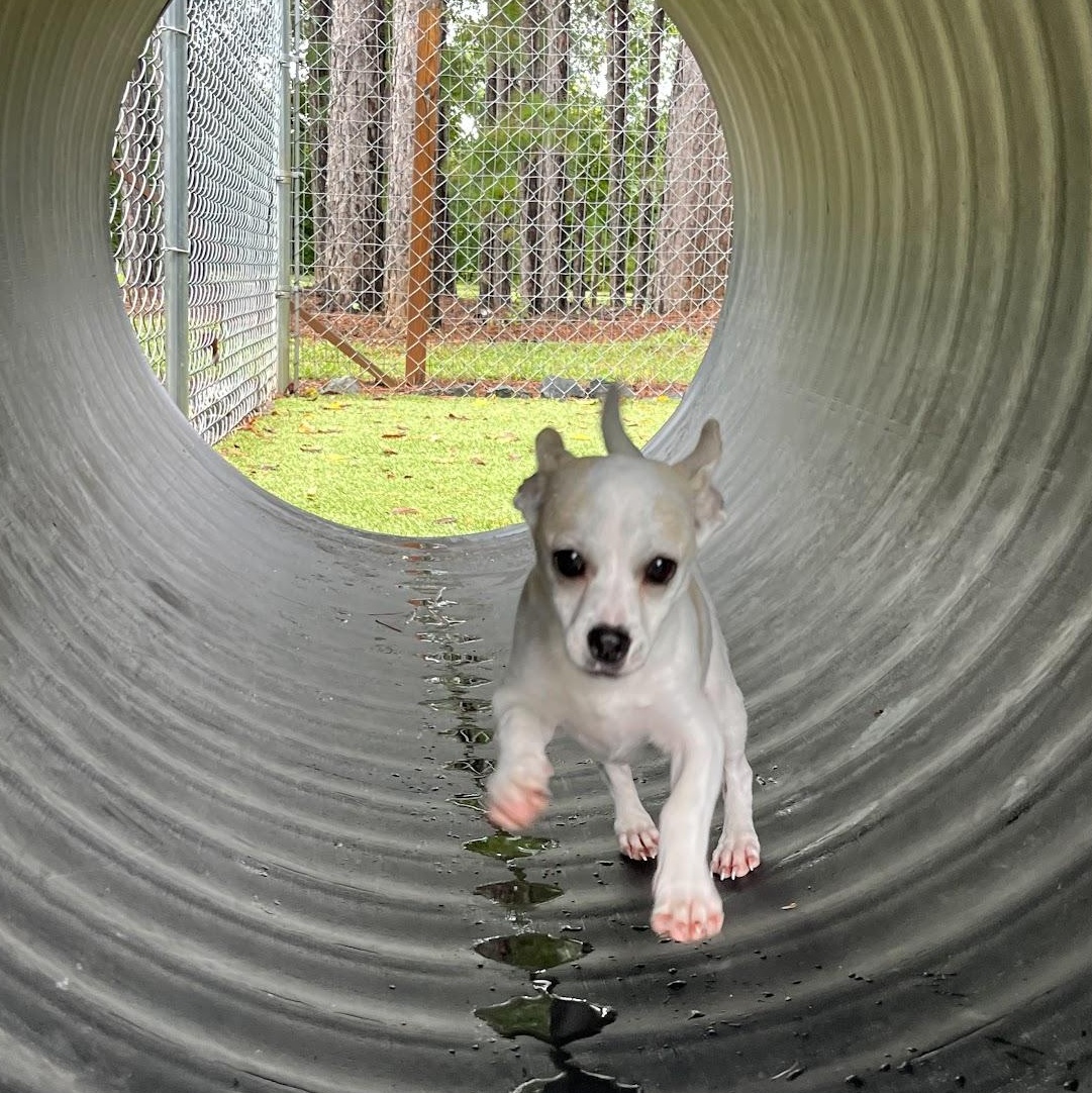 Enlarge Fettuccine, a Adopted mixed breed in Salisbury, NC image 3/6