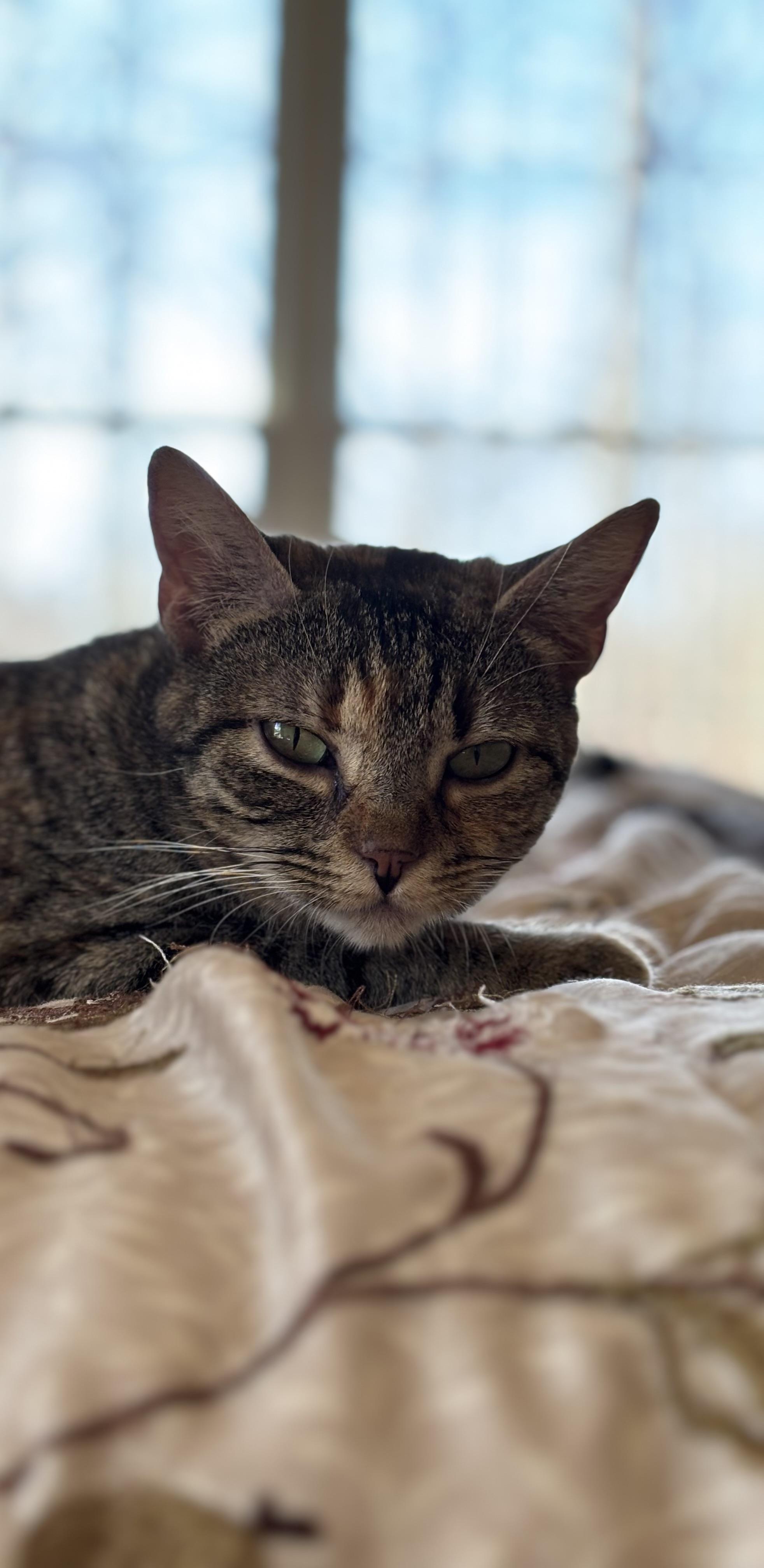 Addie, ADOPTABLE, Adult Female Domestic Short Hair.