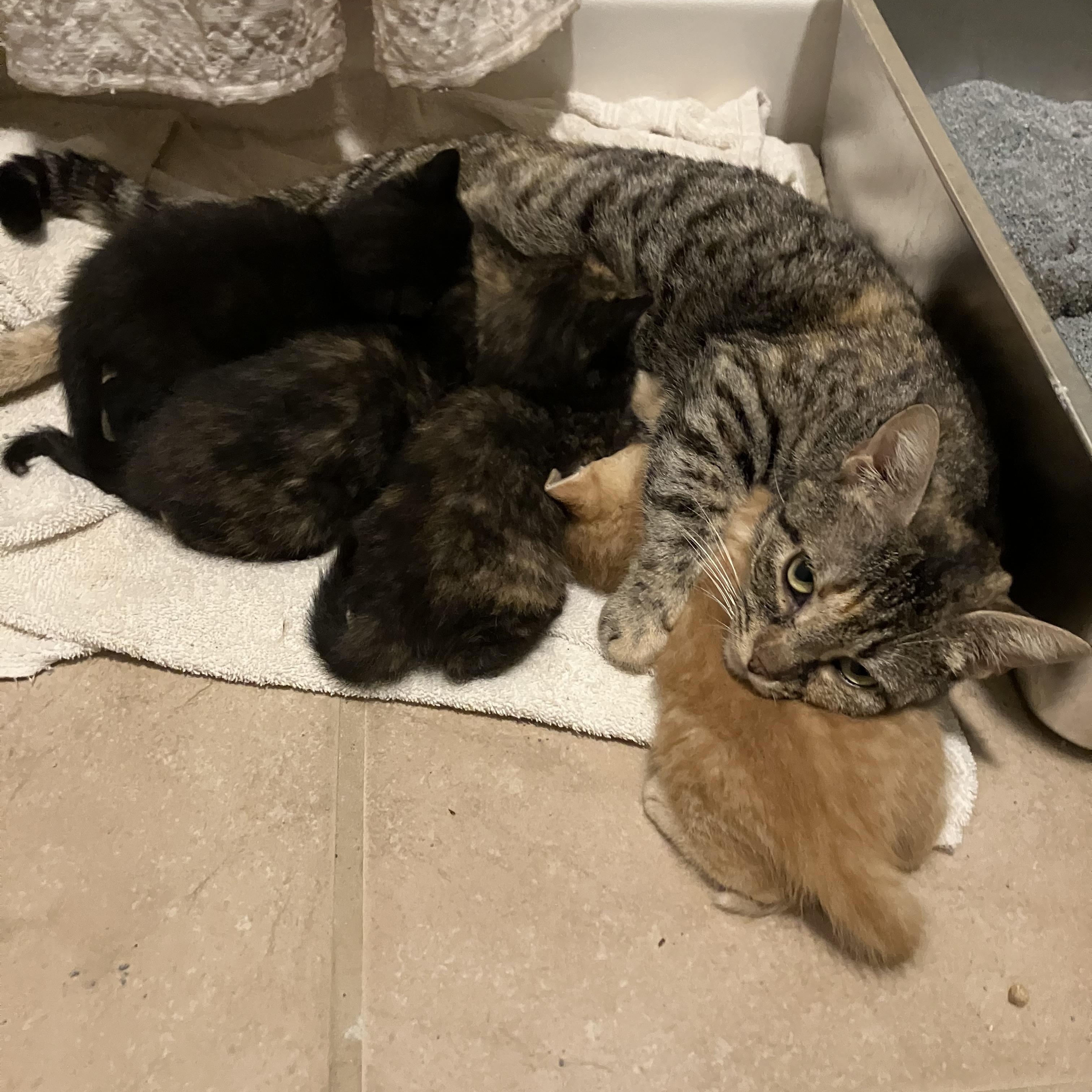 Enlarge Addie, a ADOPTABLE Domestic Short Hair in Easley, SC image 2/3