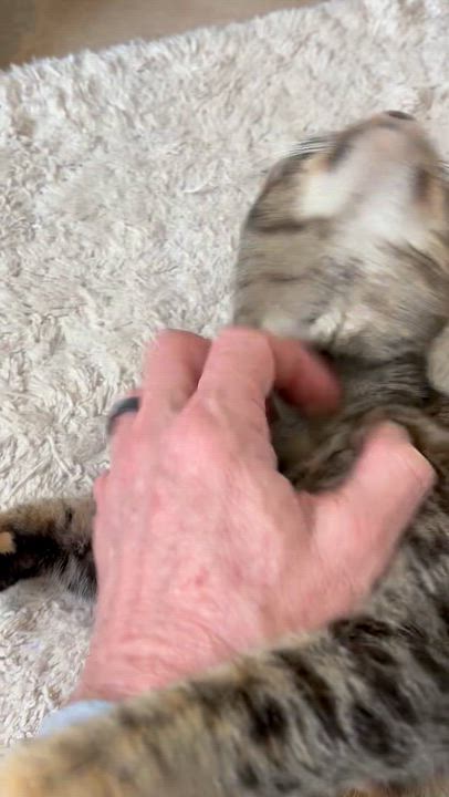 Enlarge Addie, a ADOPTABLE Domestic Short Hair in Easley, SC video 3/3