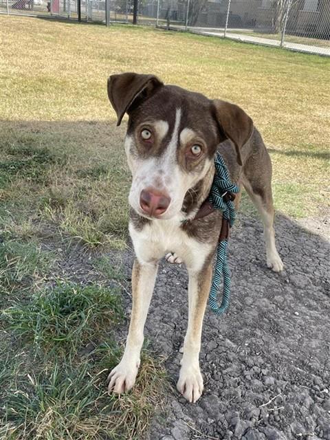 ALLEN, Adoptable, Young Male Husky & Mixed Breed.