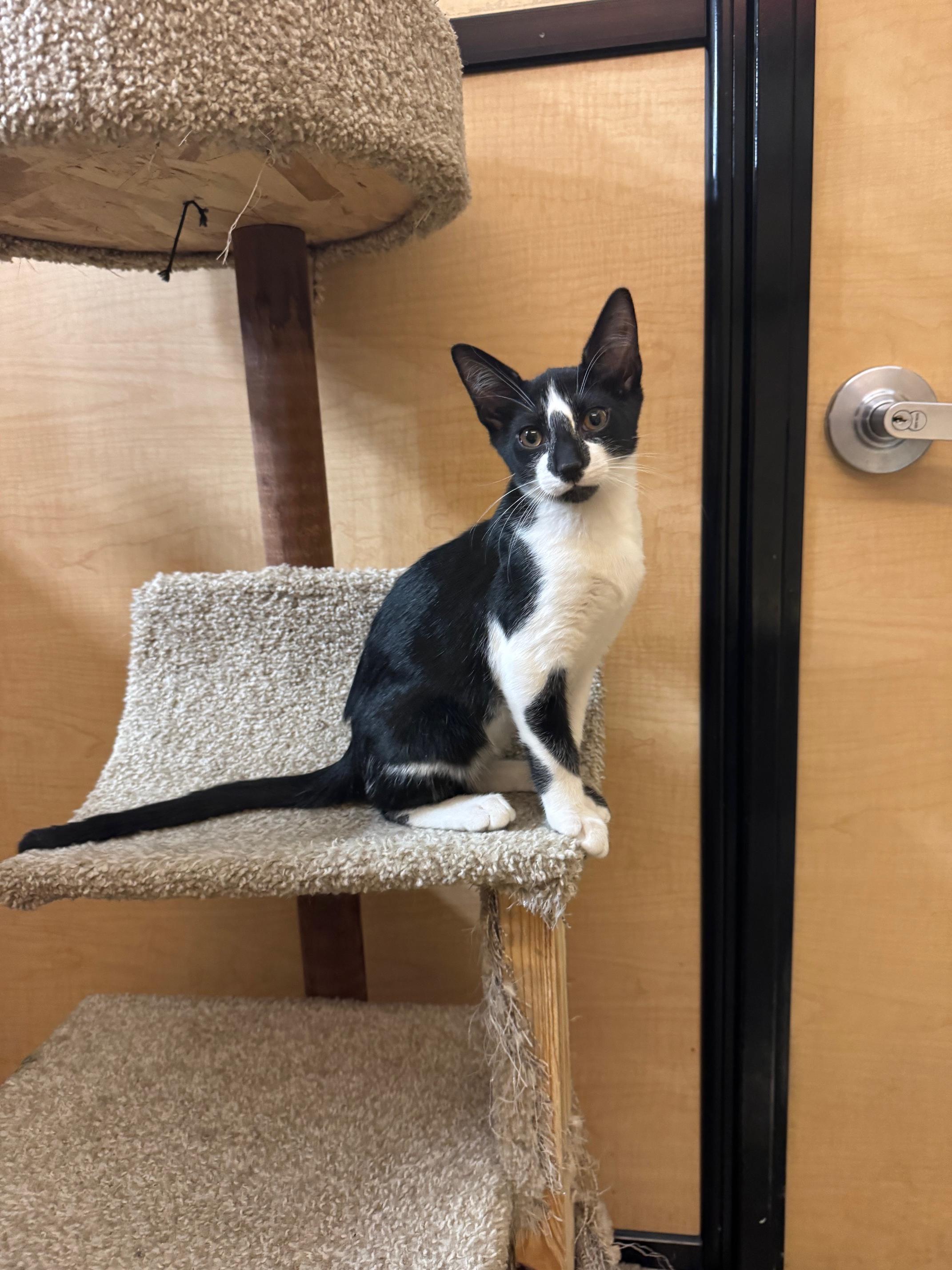 Popper, Adoptable, Kitten Male Domestic Short Hair.