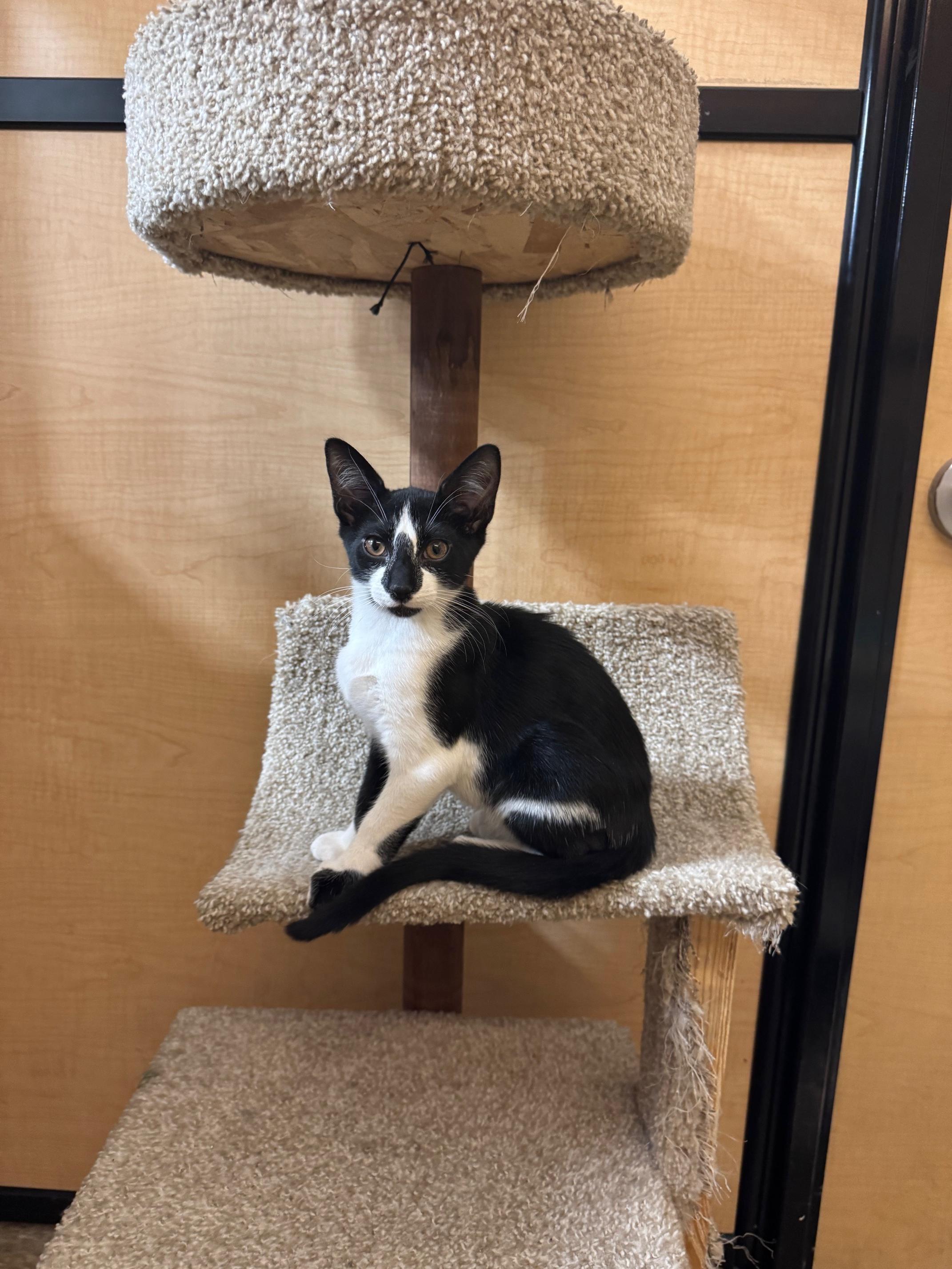 Popper, a Adoptable Domestic Short Hair in Springfield, PA image 2/3