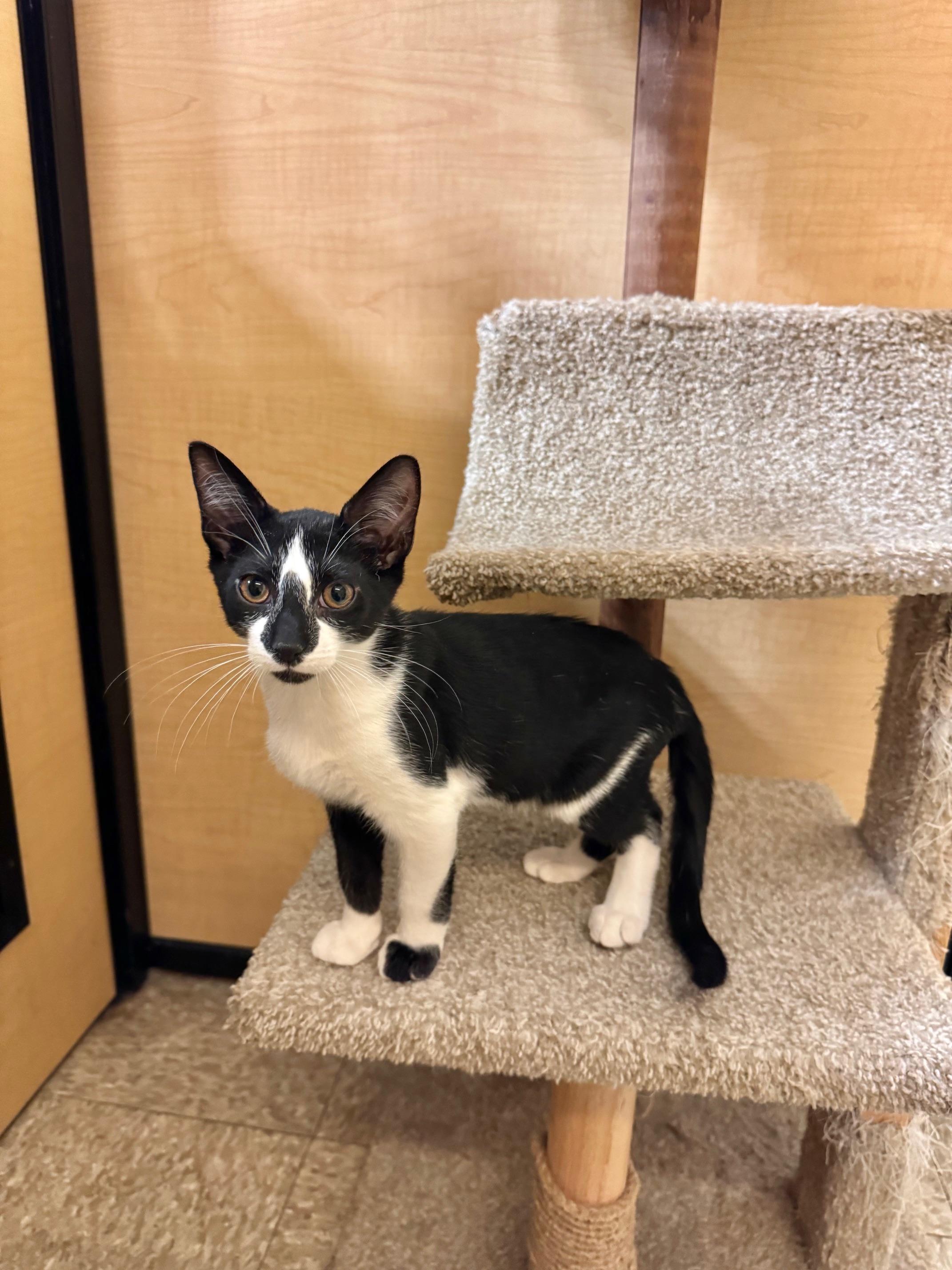 Popper, a Adoptable Domestic Short Hair in Springfield, PA image 3/3