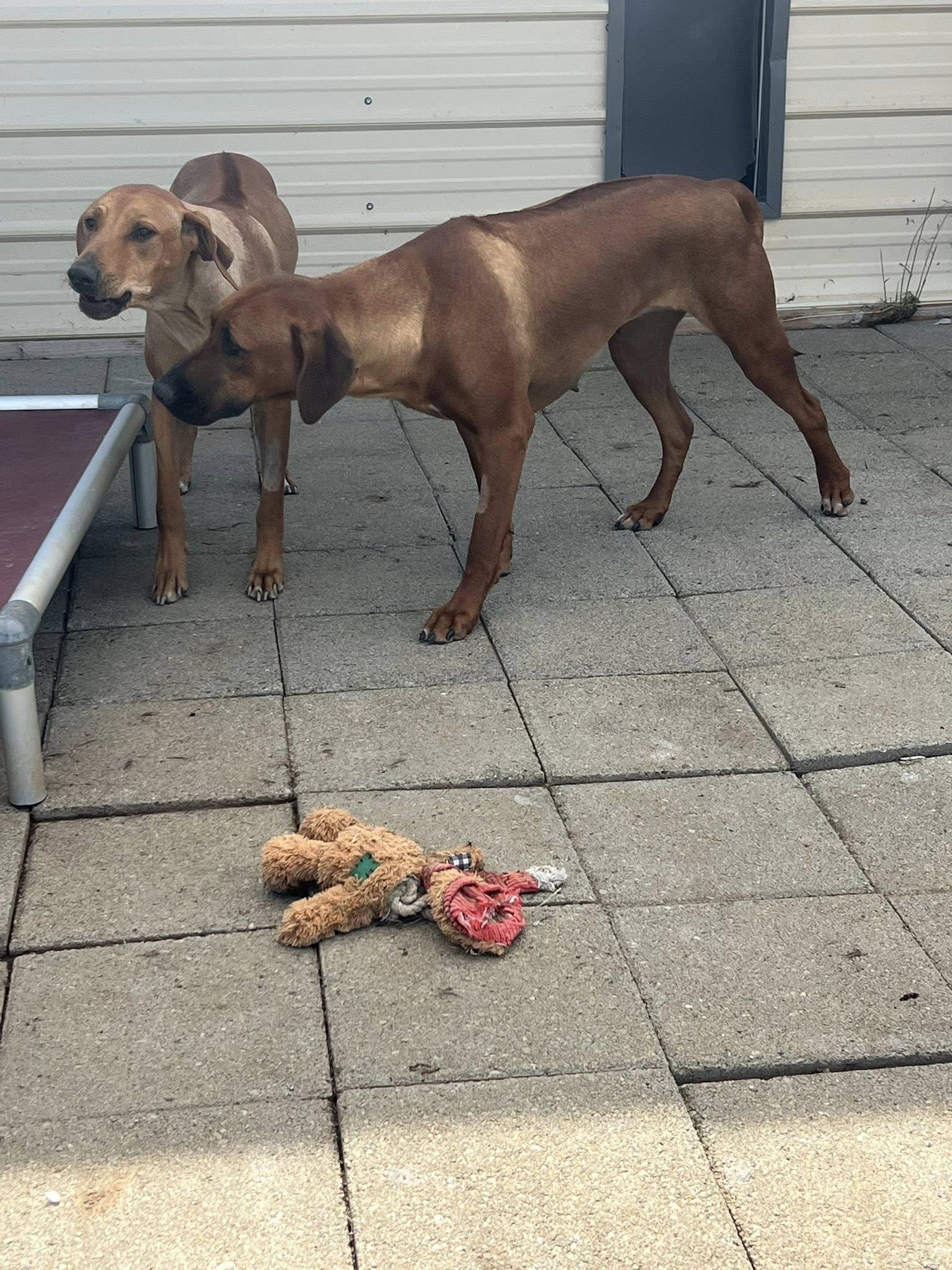 Enlarge Merlot, a ADOPTABLE Rhodesian Ridgeback in Oroville , CA image 2/3
