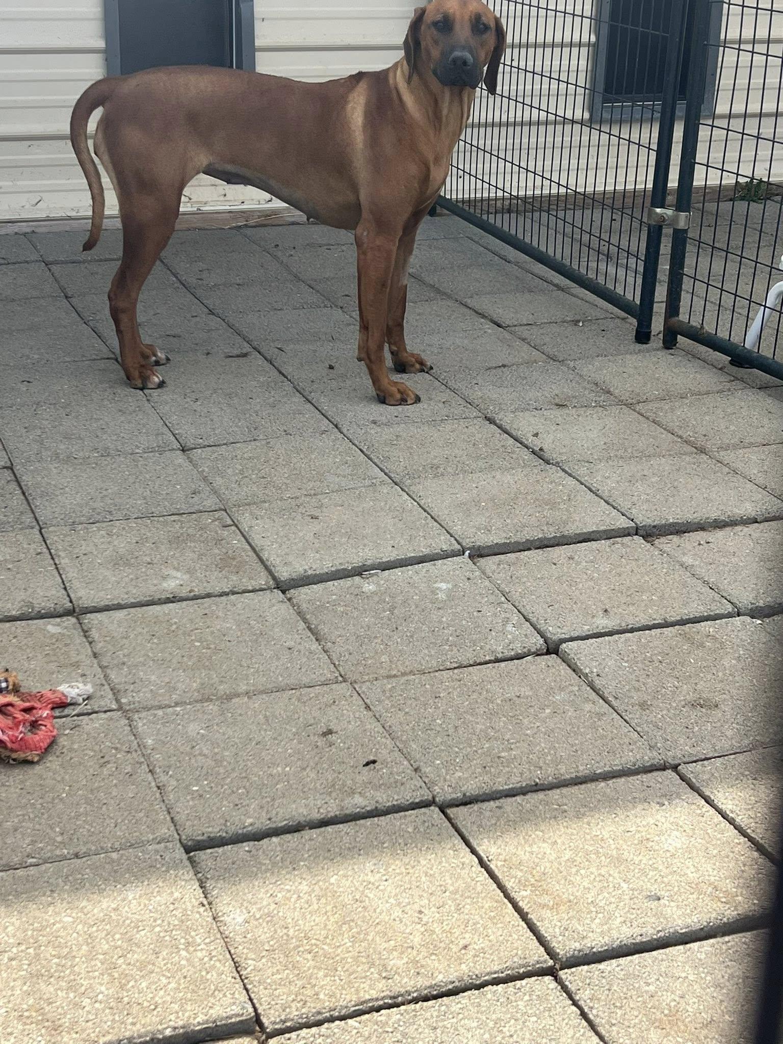 Enlarge Merlot, a ADOPTABLE Rhodesian Ridgeback in Oroville , CA image 3/3