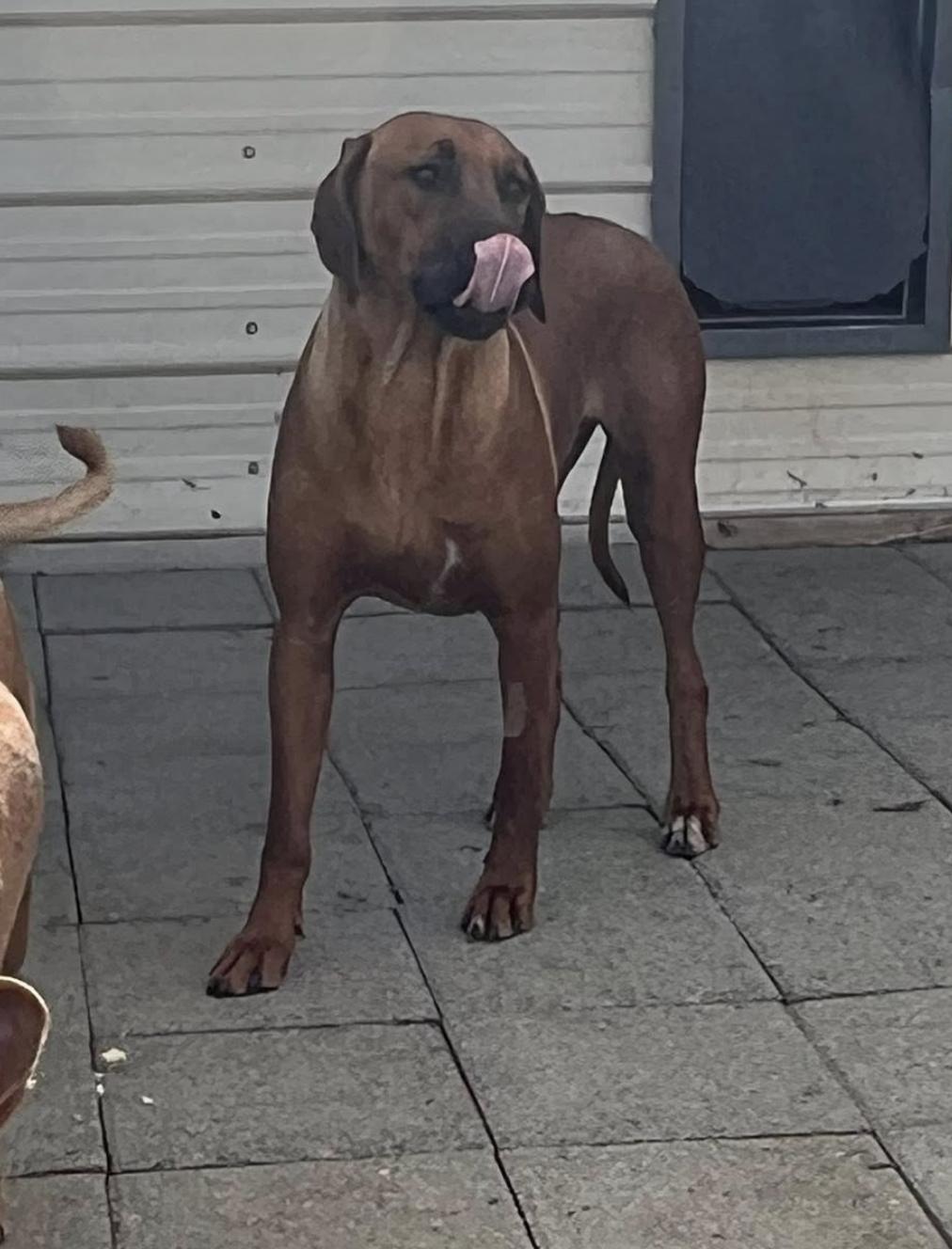 MERLOT, a ADOPTABLE Rhodesian Ridgeback in Oroville , CA image 4/5