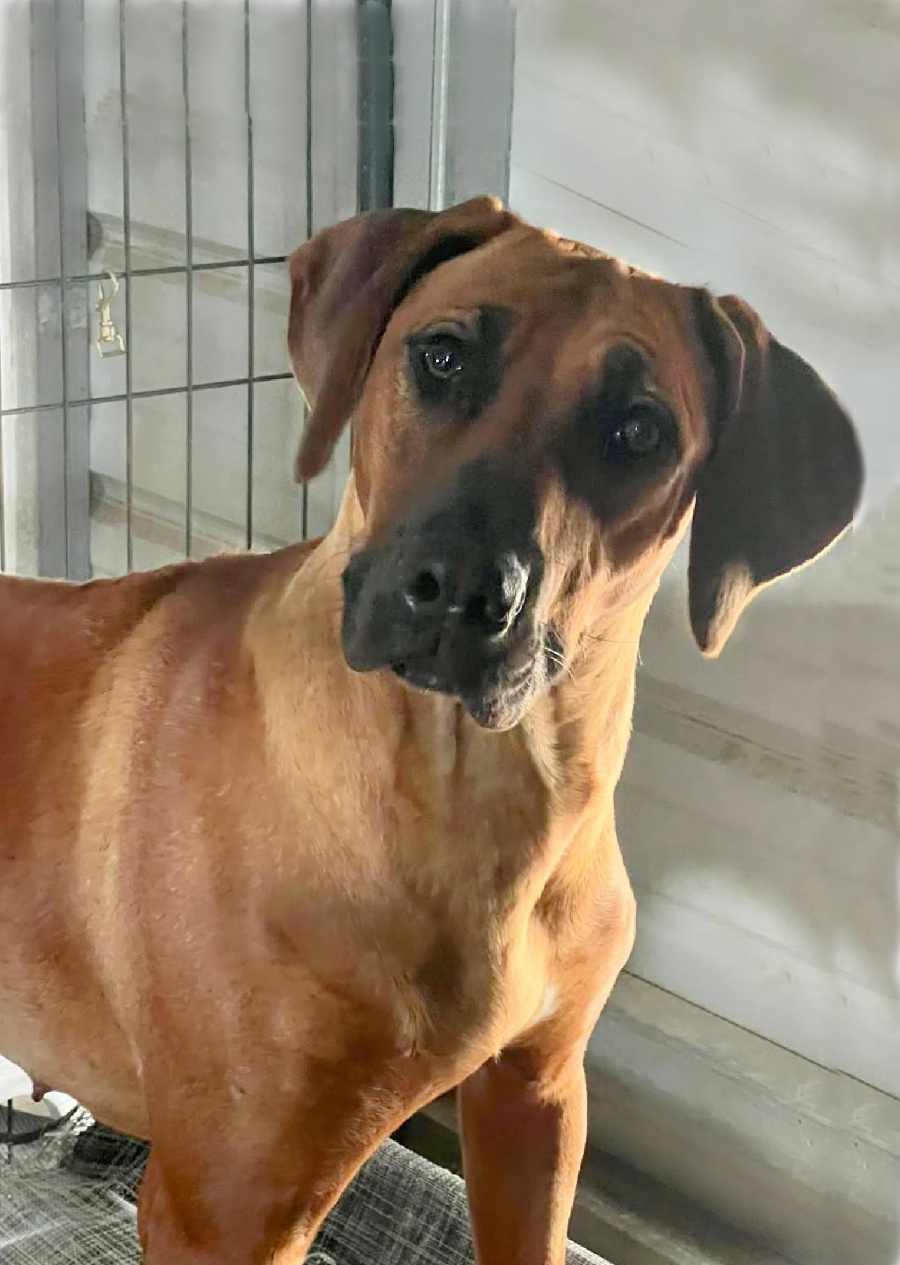 MERLOT, a ADOPTABLE Rhodesian Ridgeback in Oroville , CA image 1/5
