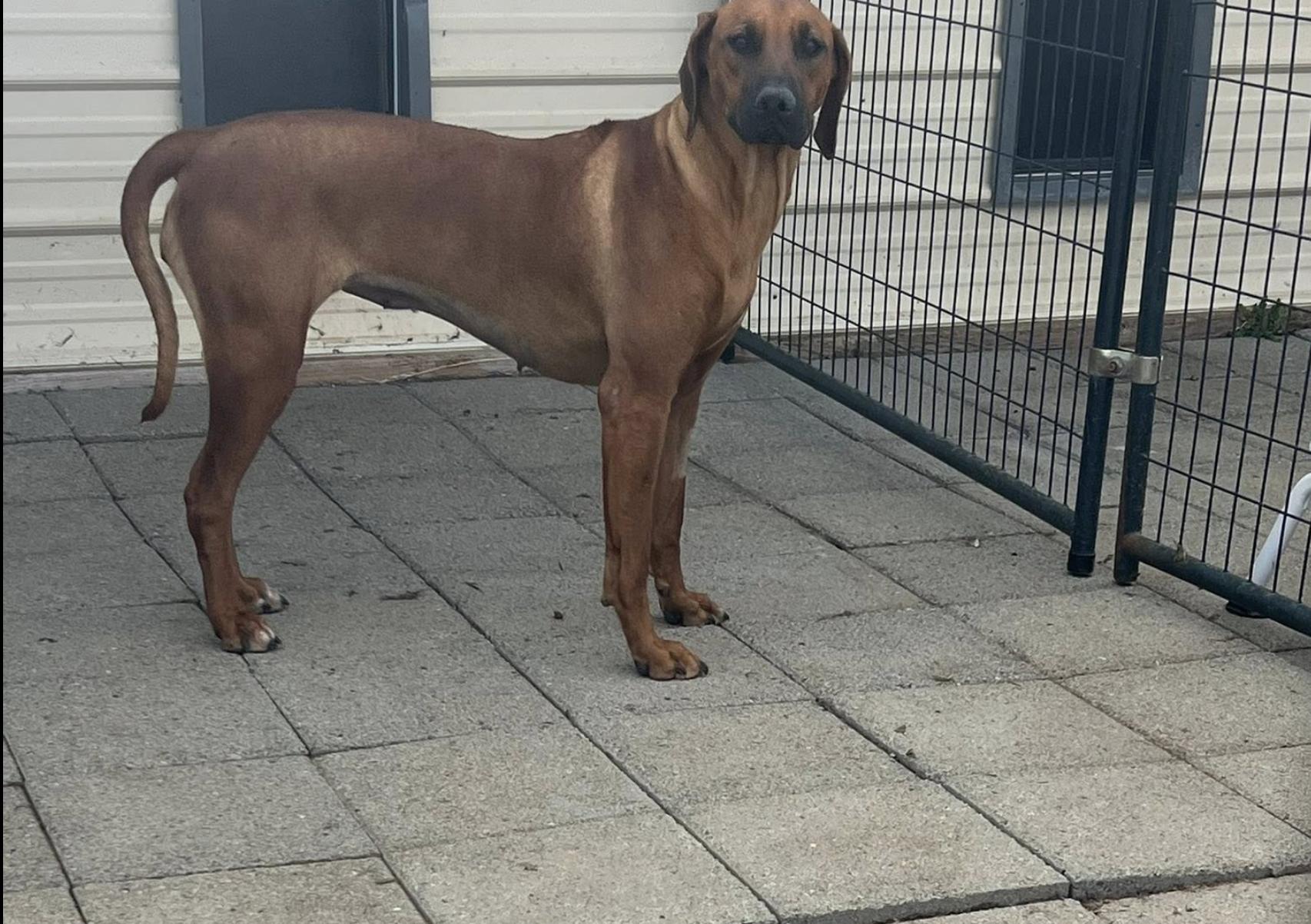 MERLOT, a ADOPTABLE Rhodesian Ridgeback in Oroville , CA image 3/5