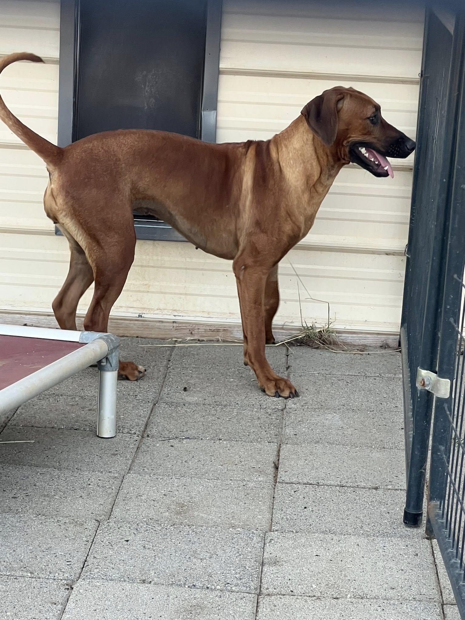 MERLOT, a ADOPTABLE Rhodesian Ridgeback in Oroville , CA image 5/5