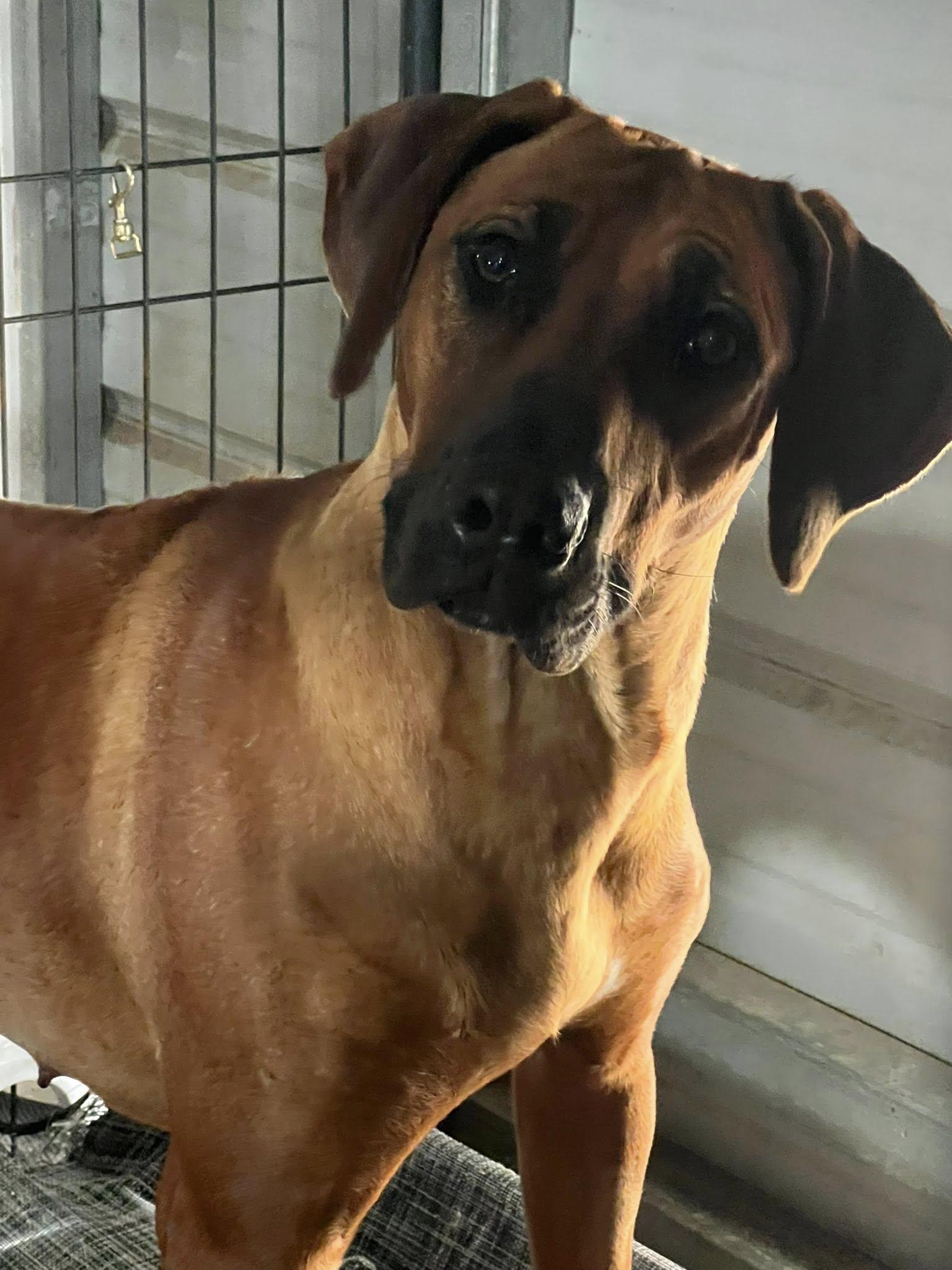 Enlarge Merlot, a ADOPTABLE Rhodesian Ridgeback in Oroville , CA image 1/3