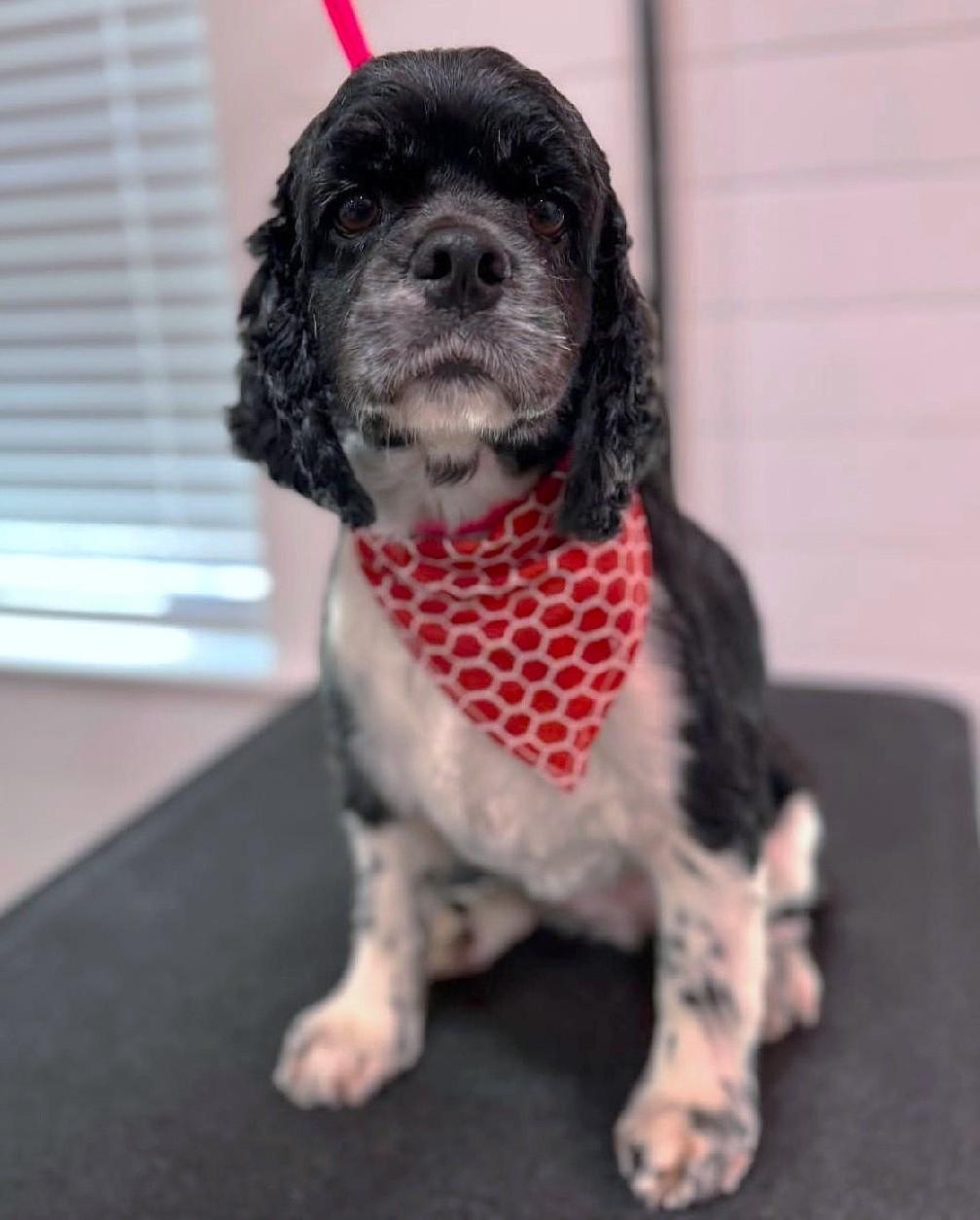 Muffin, Adopted, Adult Female Cocker Spaniel.