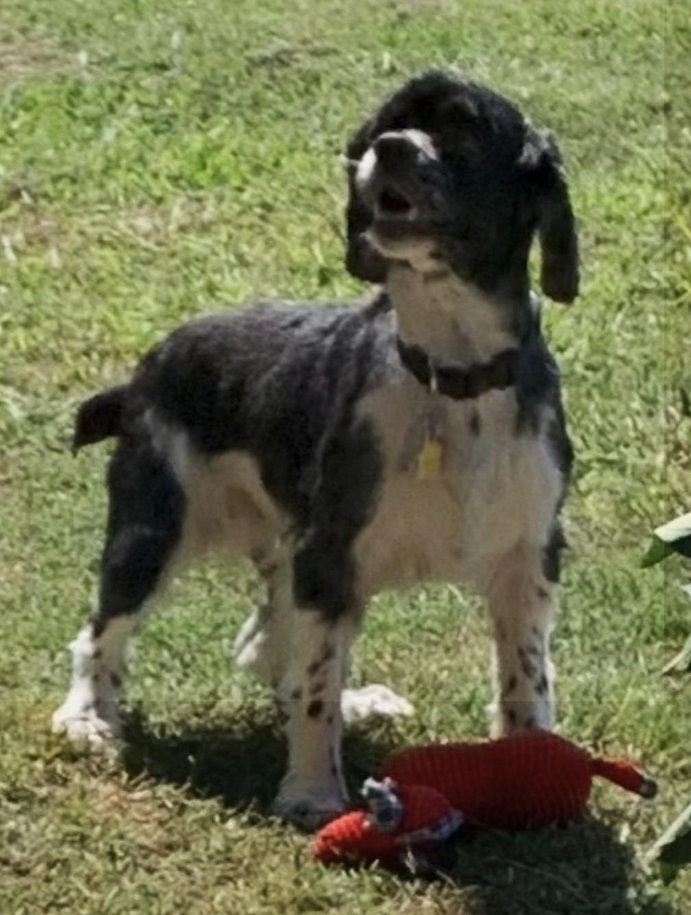 Enlarge Muffin, a Adopted Cocker Spaniel in Plano, TX image 2/5