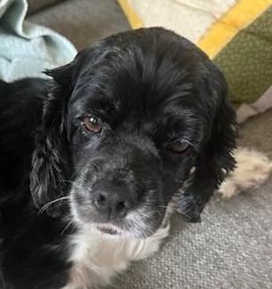 Enlarge Muffin, a Adopted Cocker Spaniel in Plano, TX image 3/5