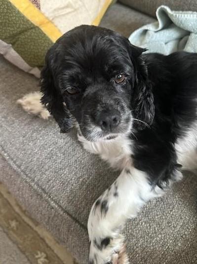 Enlarge Muffin, a Adopted Cocker Spaniel in Plano, TX image 4/5