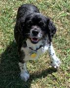 Enlarge Muffin, a Adopted Cocker Spaniel in Plano, TX image 5/5