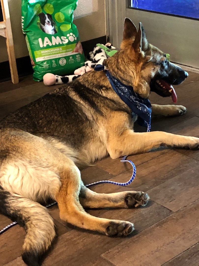 Enlarge Grace, a Adoptable German Shepherd Dog in Fort Worth, TX image 1/6