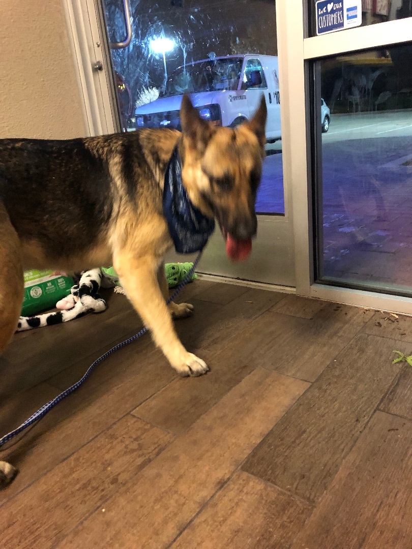 Enlarge Grace, a Adoptable German Shepherd Dog in Fort Worth, TX image 2/6