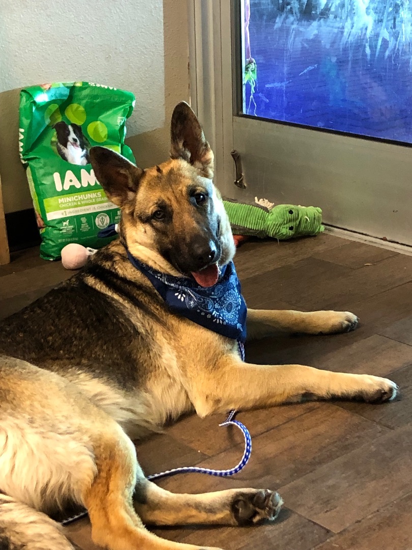 Enlarge Grace, a Adoptable German Shepherd Dog in Fort Worth, TX image 3/6