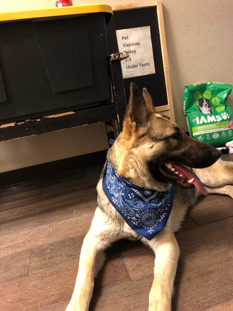 Enlarge Grace, a Adoptable German Shepherd Dog in Fort Worth, TX image 4/6