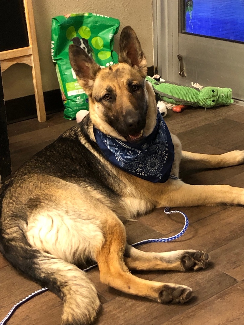 Enlarge Grace, a Adoptable German Shepherd Dog in Fort Worth, TX image 5/6