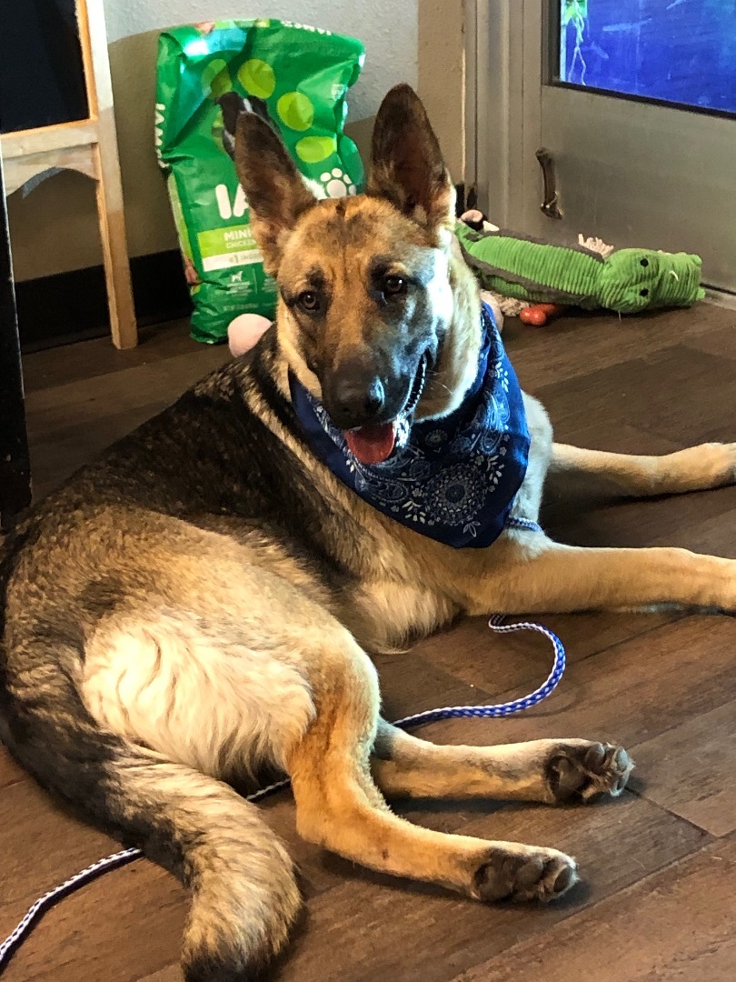 Enlarge Grace, a Adoptable German Shepherd Dog in Fort Worth, TX image 6/6