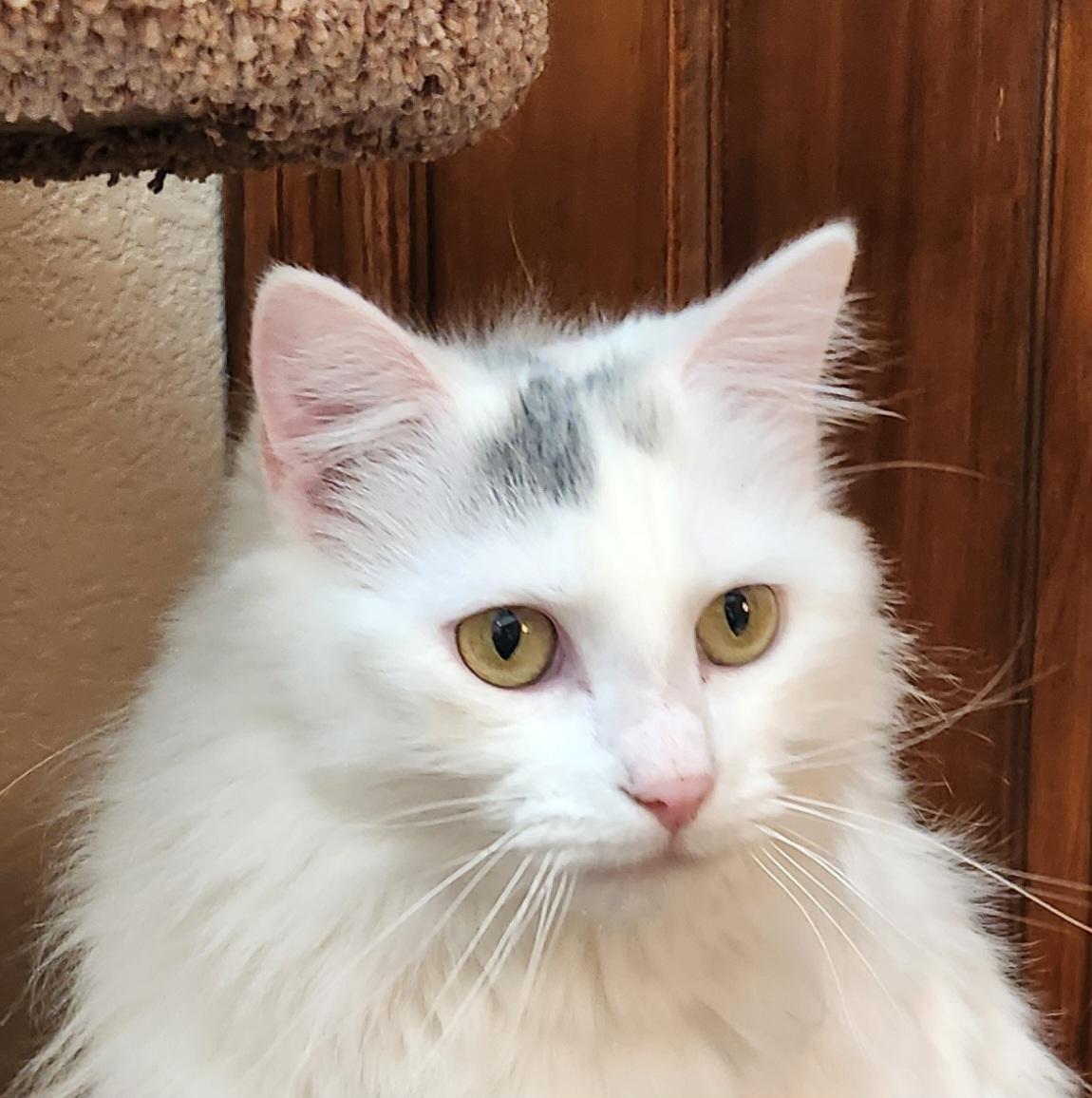 Snowball, a ADOPTABLE mixed breed in Oklahoma City, OK image 1/5