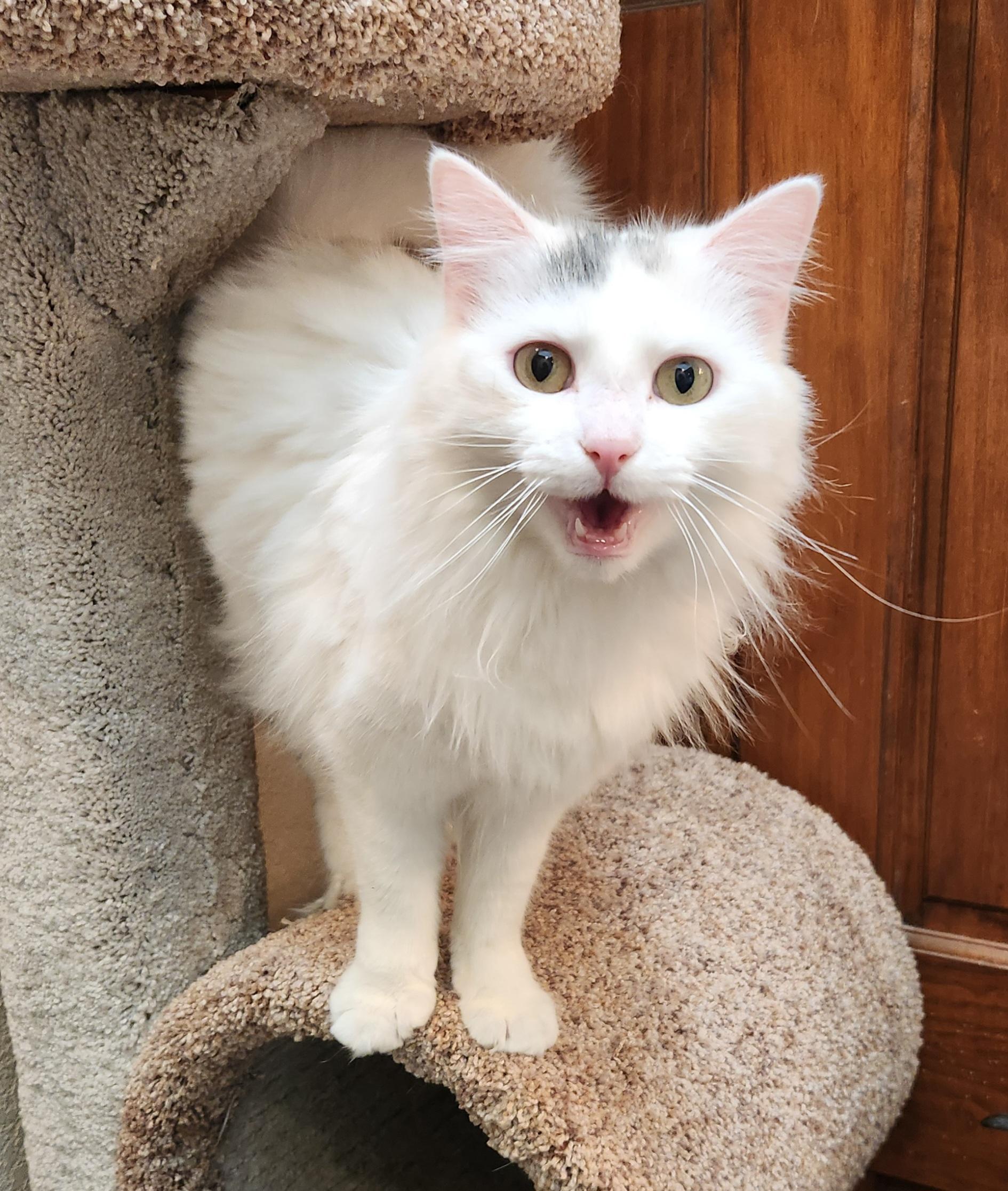 Snowball, a ADOPTABLE mixed breed in Oklahoma City, OK image 2/5