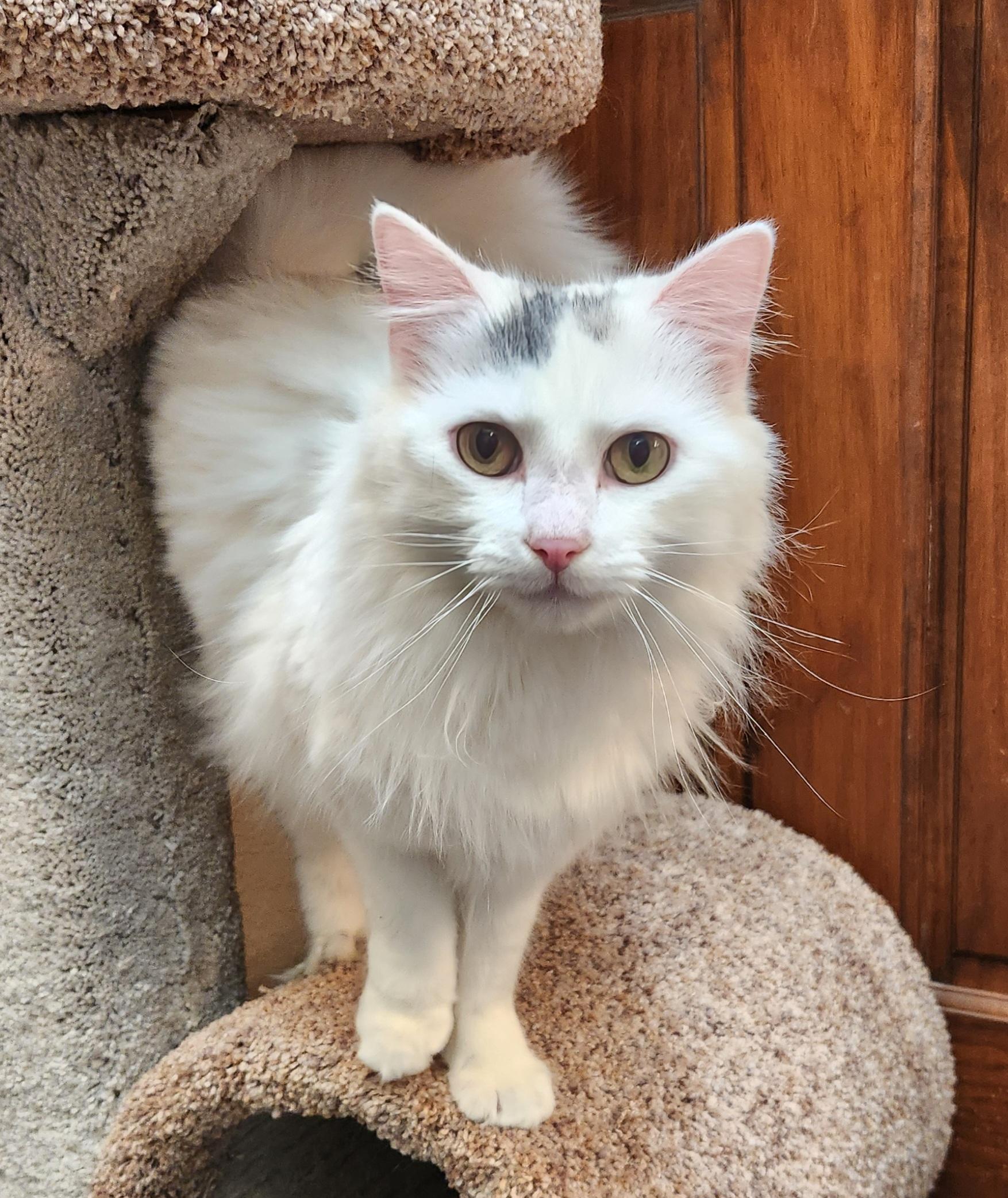 Snowball, a ADOPTABLE mixed breed in Oklahoma City, OK image 3/5