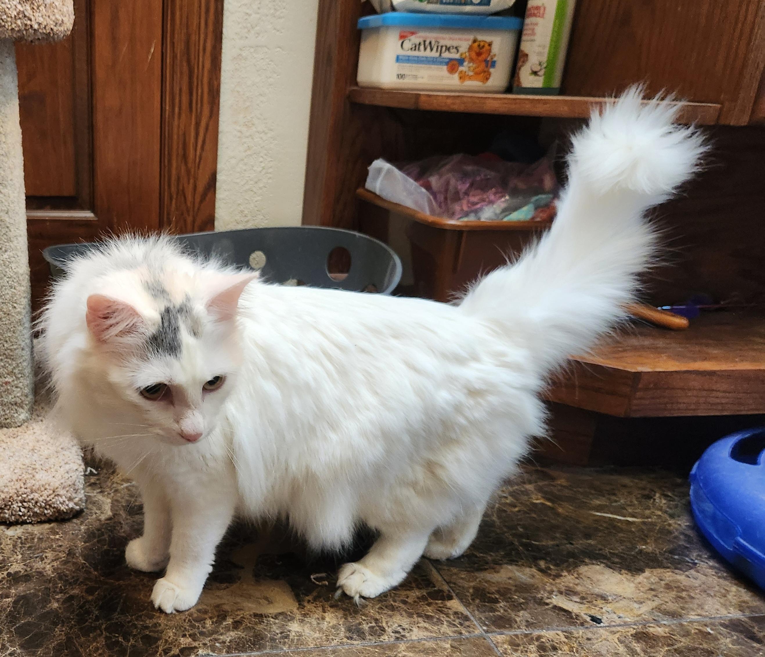 Snowball, a ADOPTABLE mixed breed in Oklahoma City, OK image 4/5