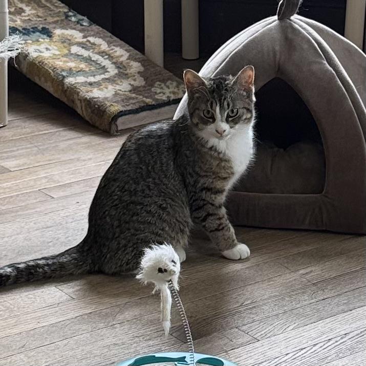 Marcelle, a Adoptable Domestic Short Hair in Little Falls, NY image 4/6