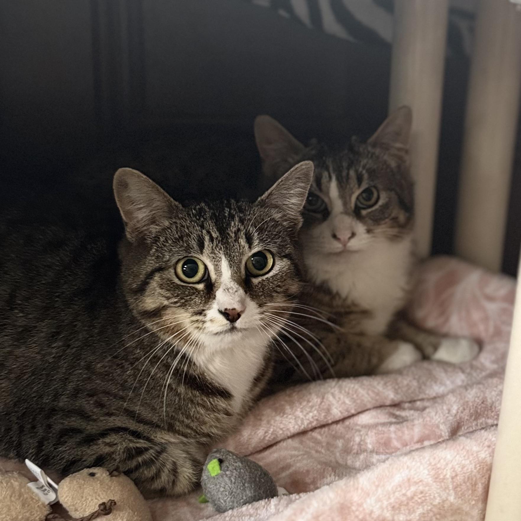 Marcelle, a Adoptable Domestic Short Hair in Little Falls, NY image 5/6