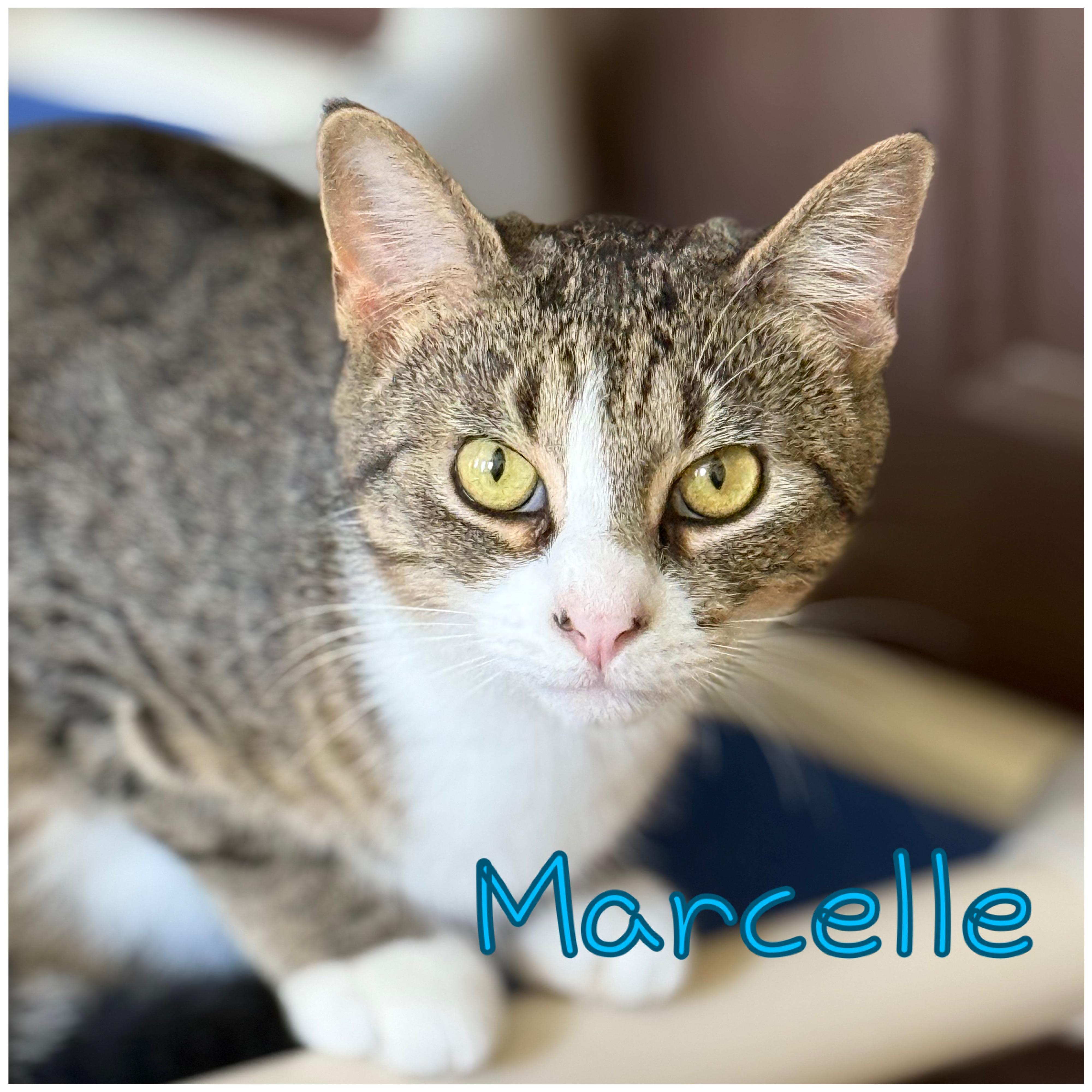 Marcelle, Adoptable, Young Male Domestic Short Hair.