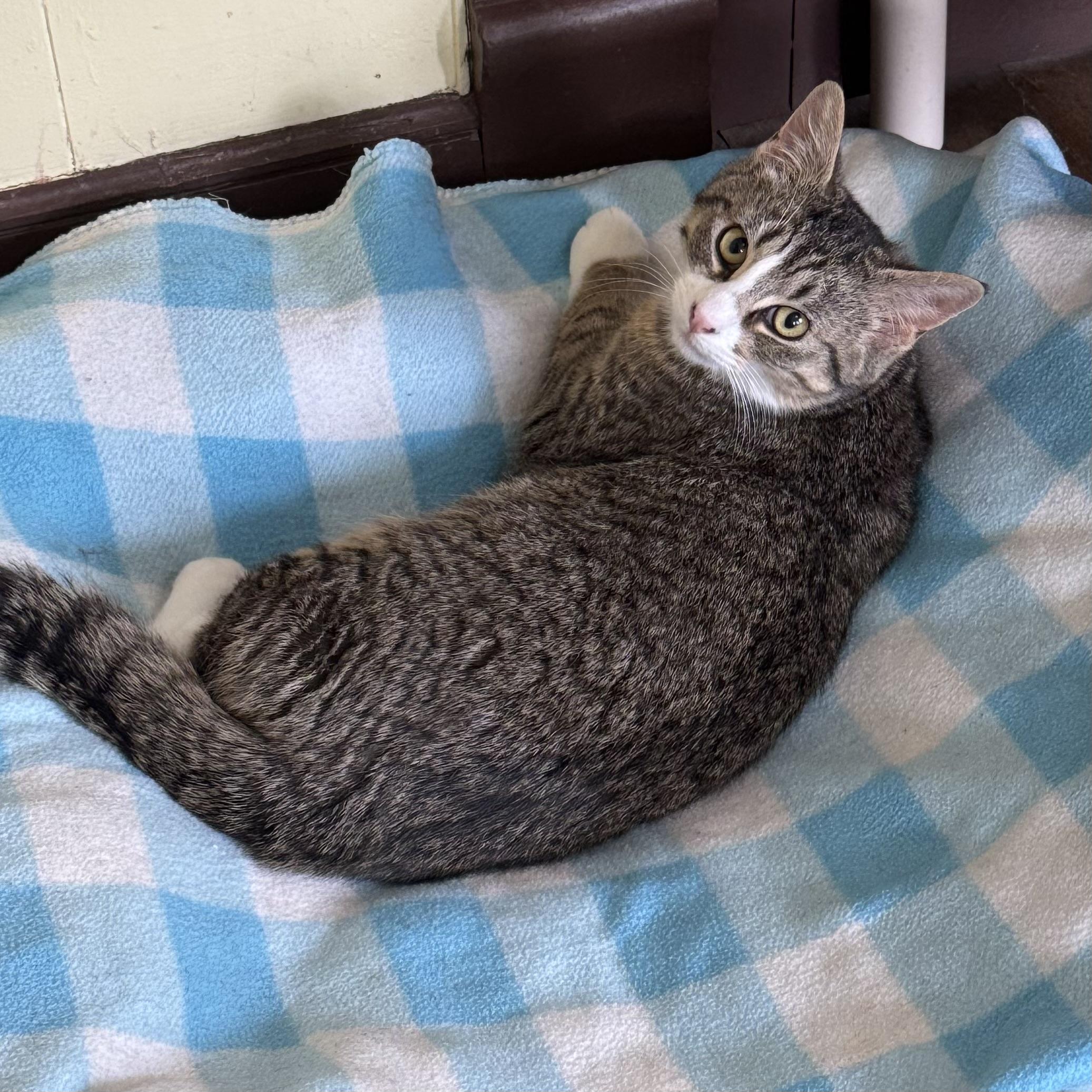 Marcelle, a Adoptable Domestic Short Hair in Little Falls, NY image 6/6