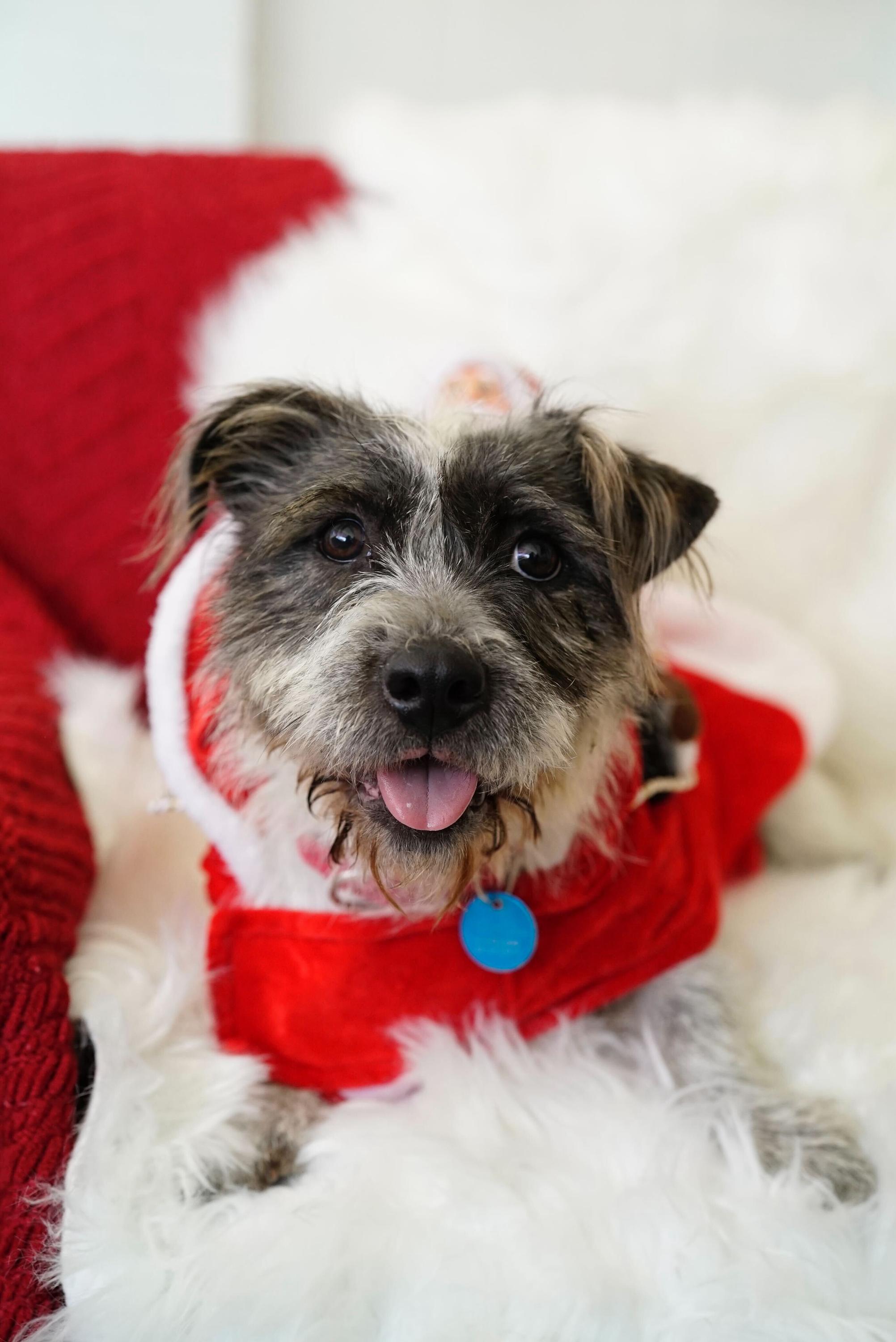 Enlarge Cha Cha, a ADOPTABLE mixed breed in Pasadena, CA image 3/4