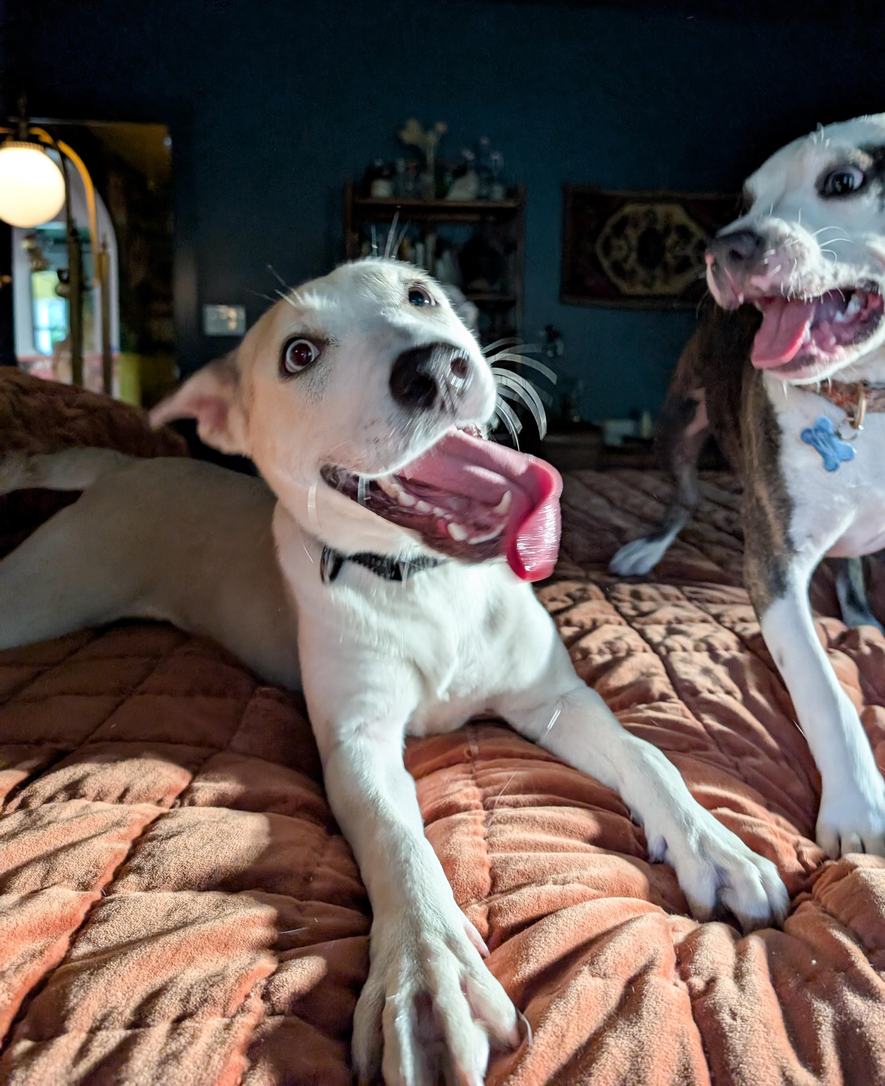 Cheyenne, a Adoptable mixed breed in Oakland, NJ image 6/6