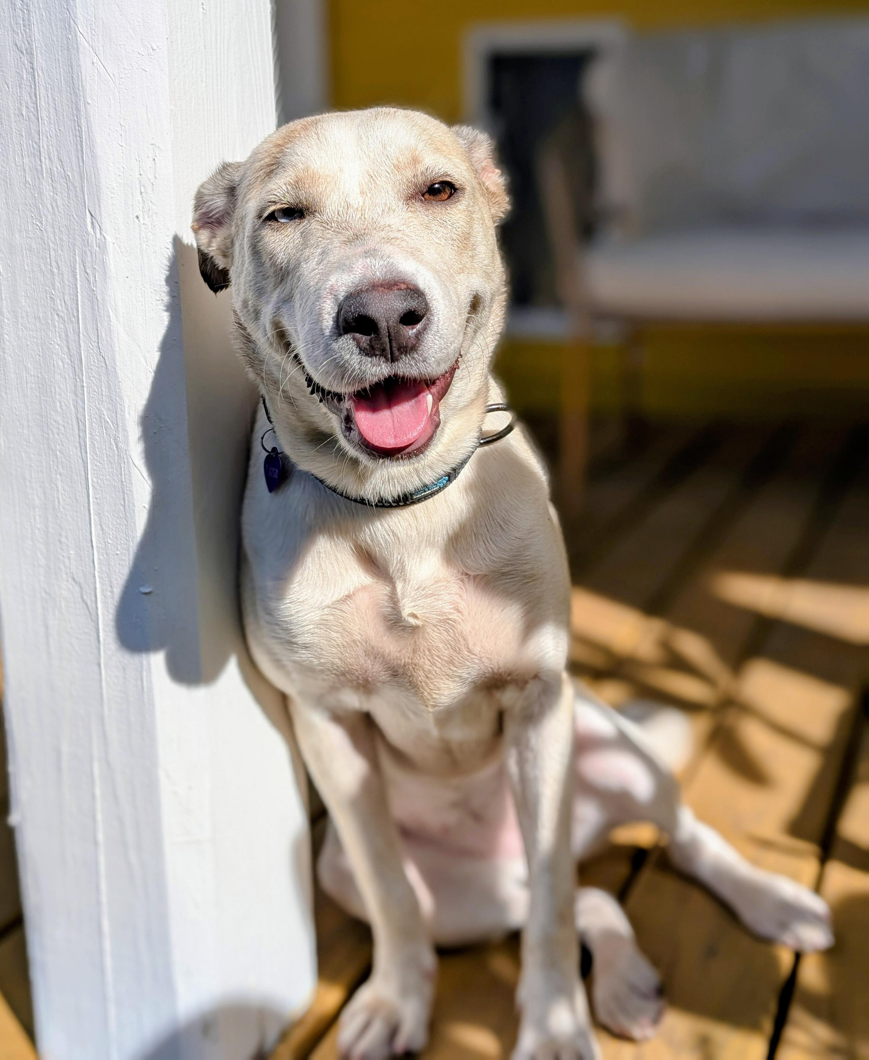 Cheyenne, a Adoptable mixed breed in Oakland, NJ image 5/6