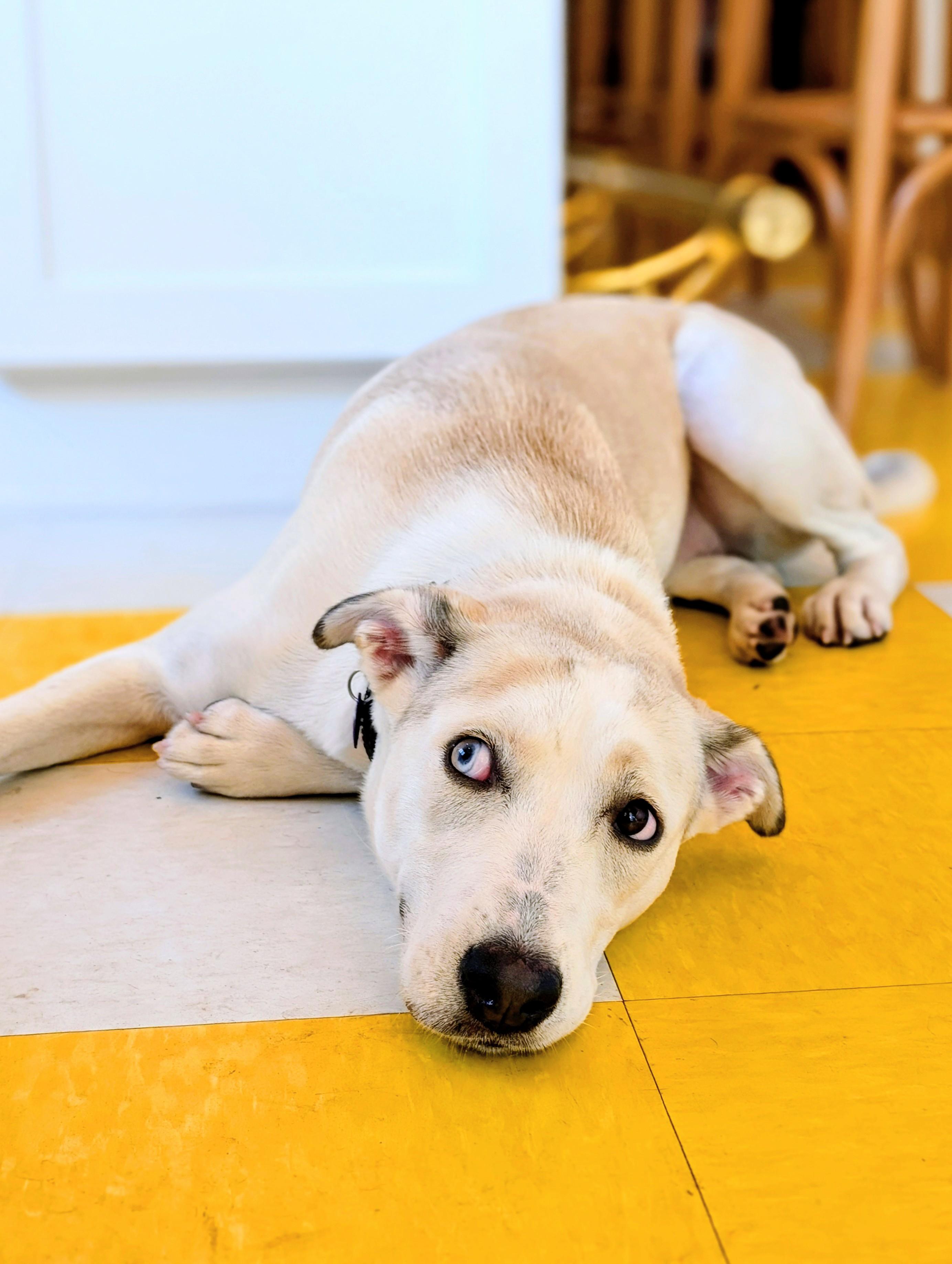 Cheyenne, Adoptable, Young Female Yellow Labrador Retriever & Husky.