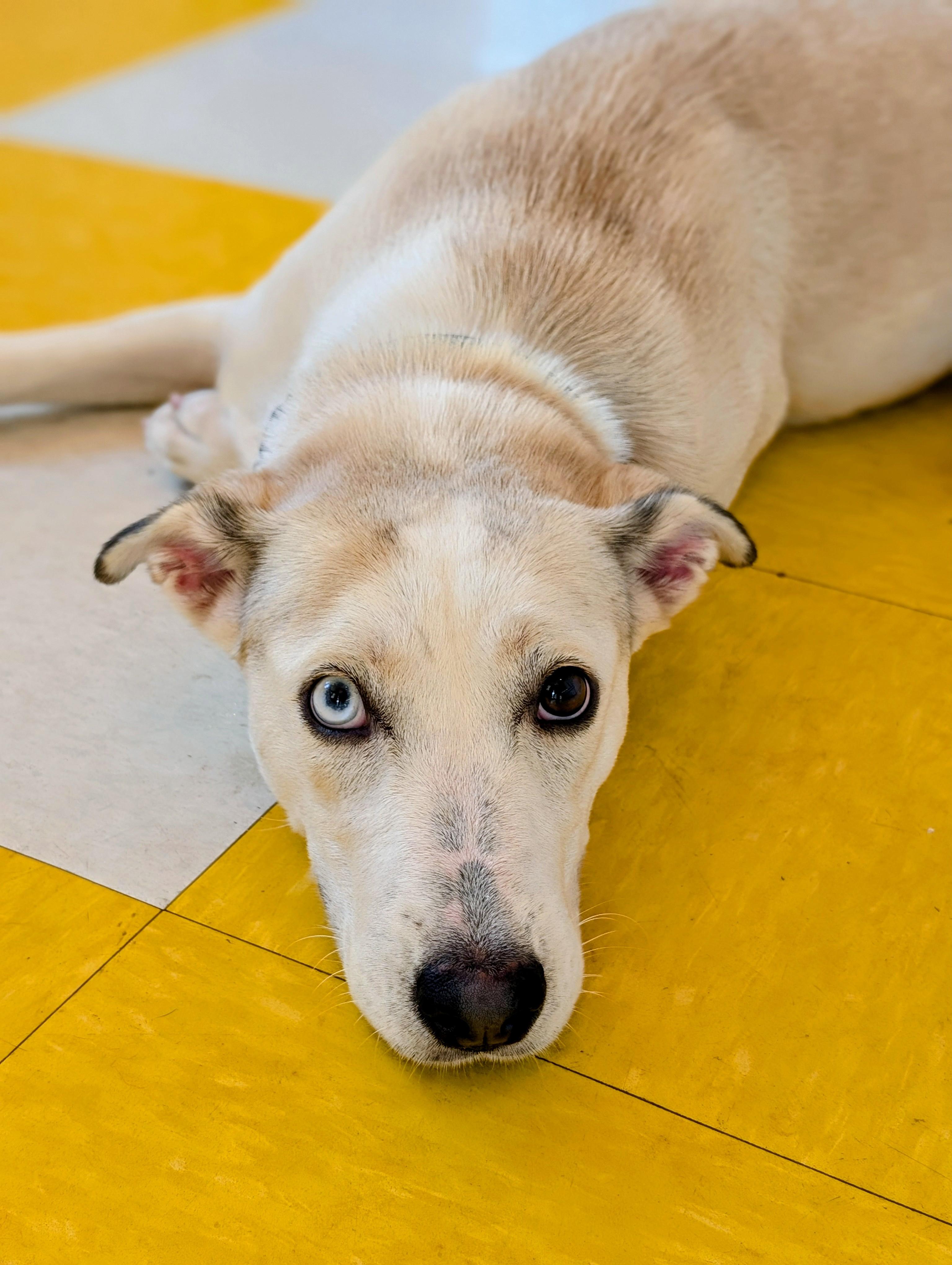 Cheyenne, a Adoptable mixed breed in Oakland, NJ image 2/6