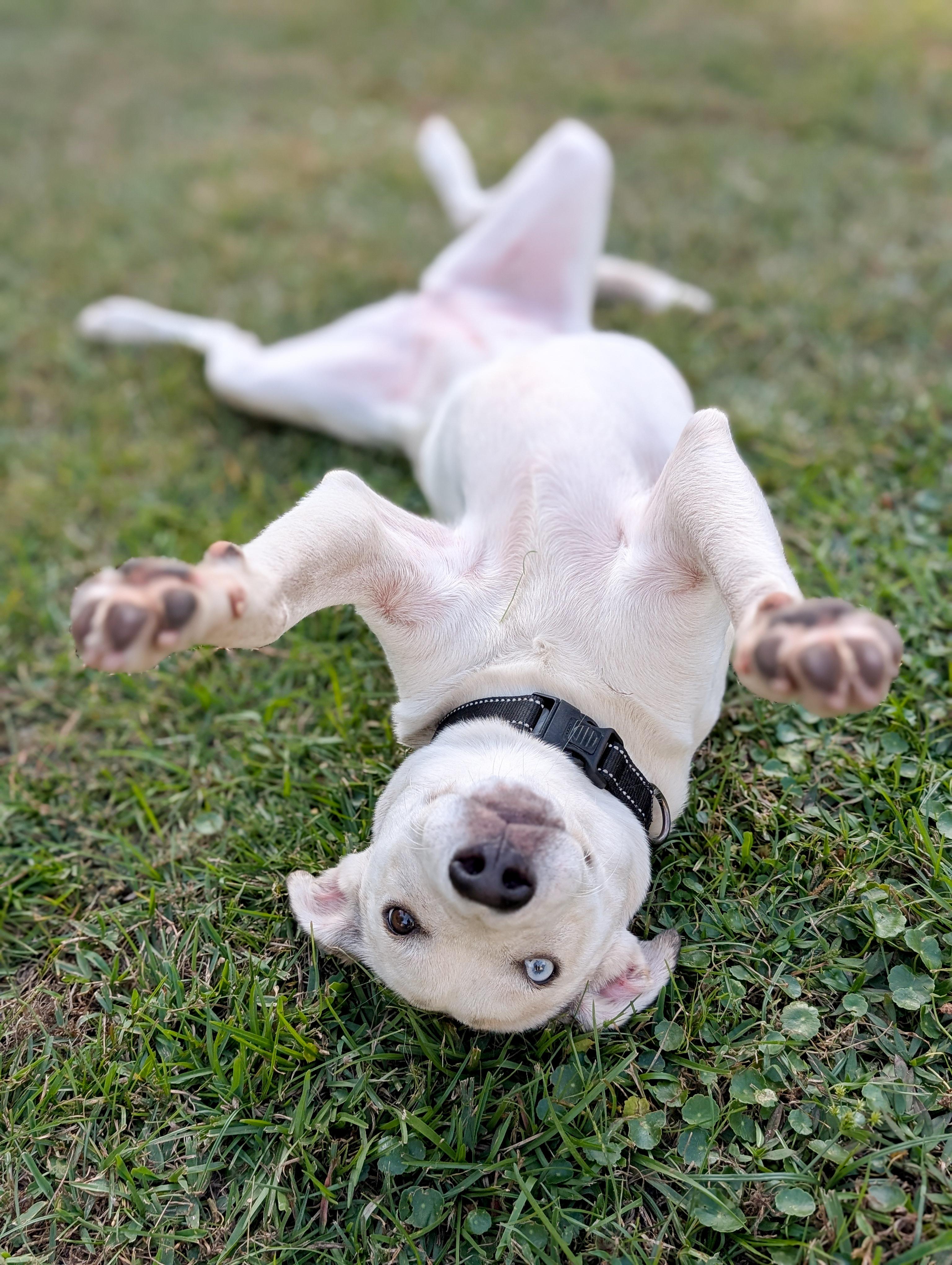 Cheyenne, a Adoptable mixed breed in Oakland, NJ image 4/6