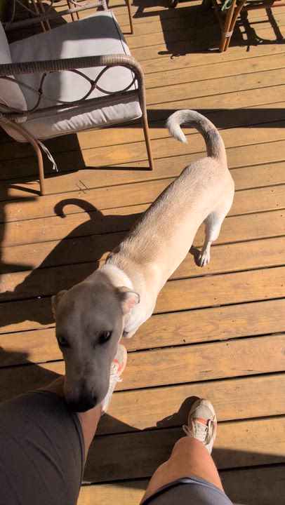 Enlarge Cheyenne, a Adoptable mixed breed in Oakland, NJ video 3/6