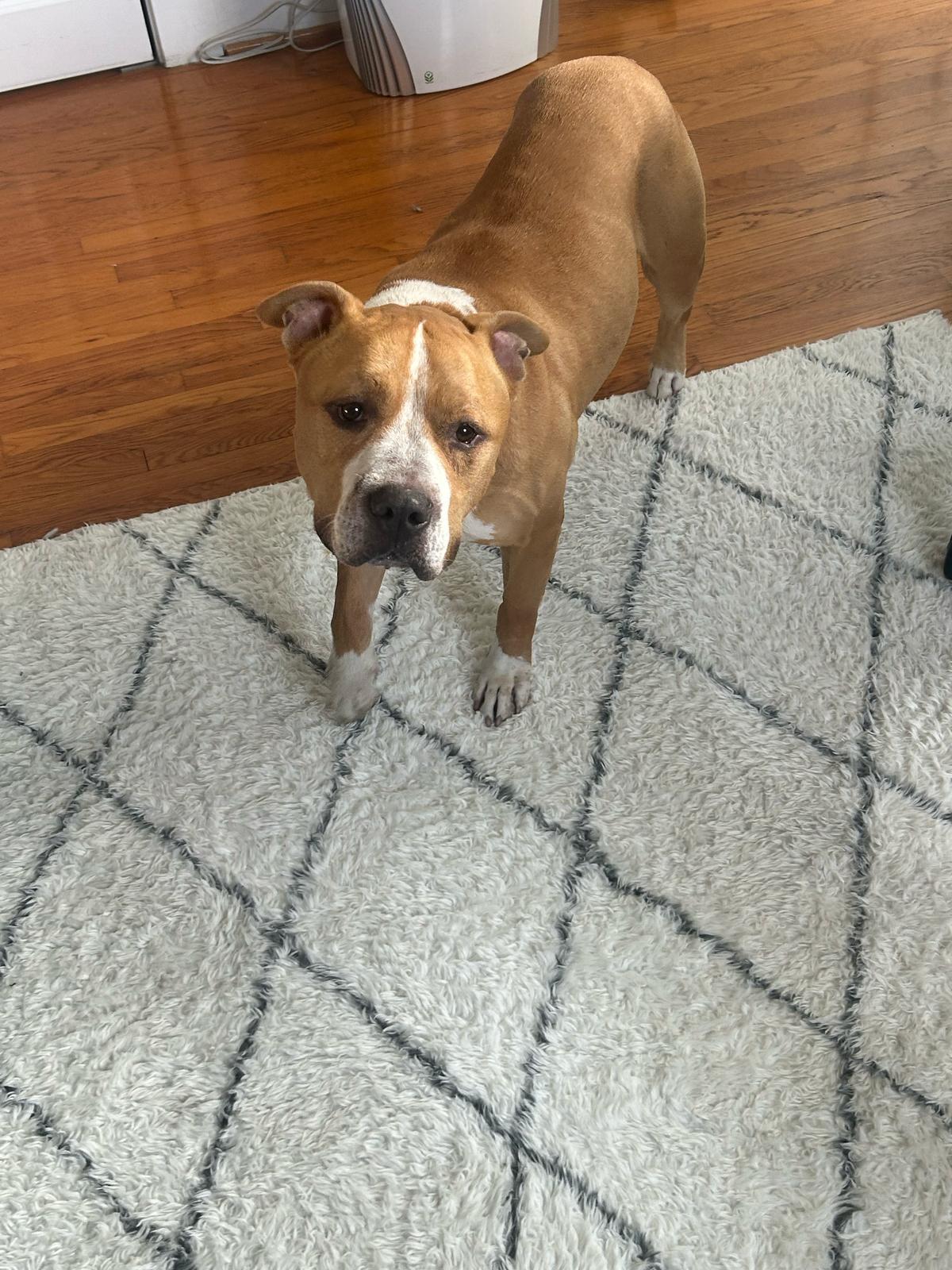 Derby, Adoptable, Adult Male Pit Bull Terrier.