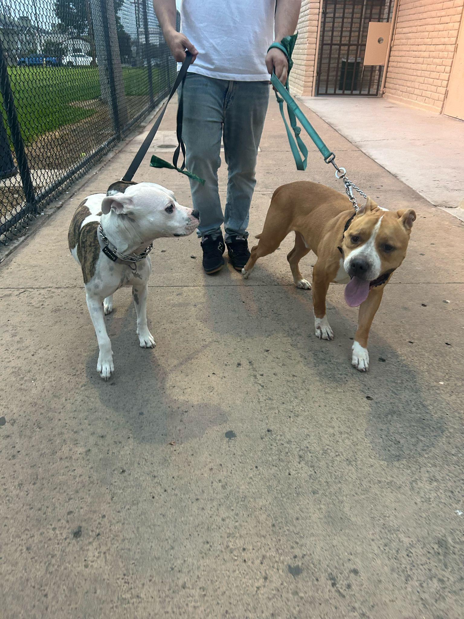 Derby, a Adoptable mixed breed in San Diego, CA image 2/5