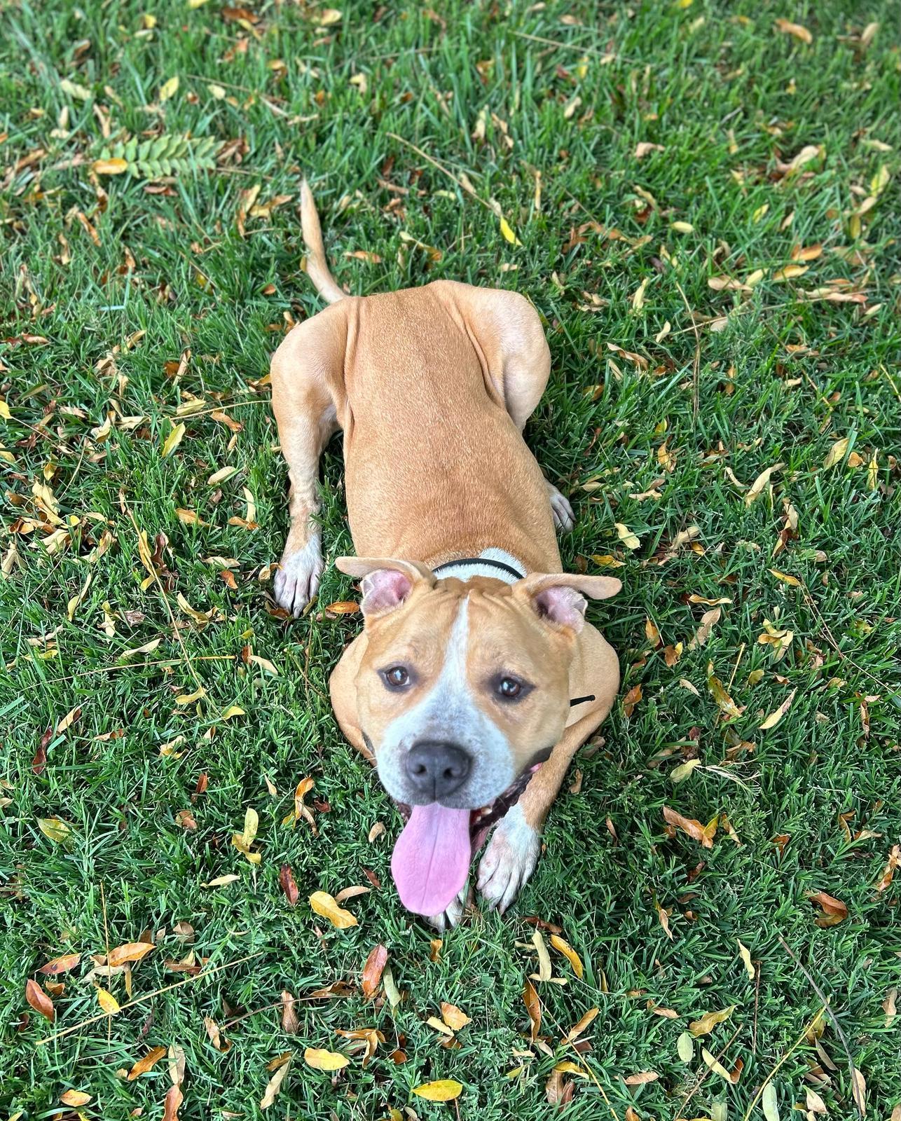 Derby, a Adoptable mixed breed in San Diego, CA image 3/5