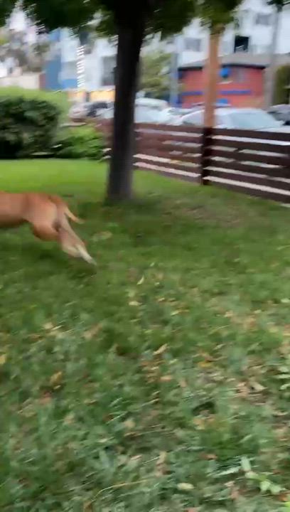 Enlarge Derby, a Adoptable mixed breed in San Diego, CA video 4/5